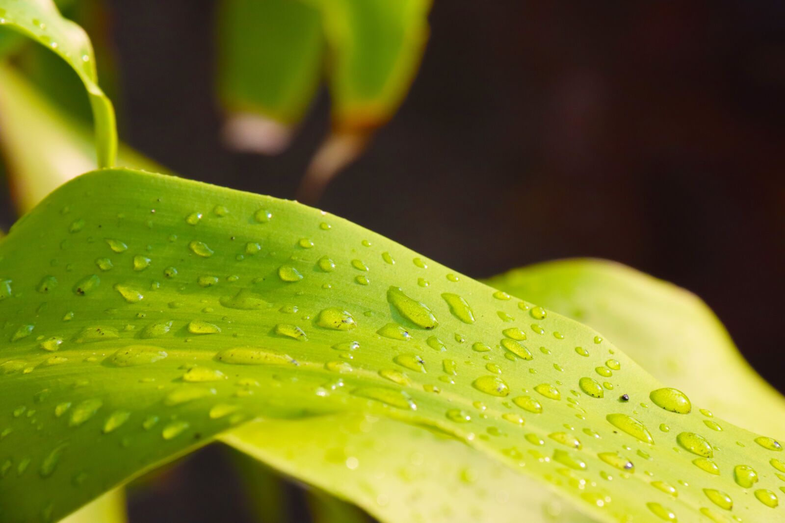 Canon EF-S 18-200mm F3.5-5.6 IS sample photo. Green, plant, leaf photography