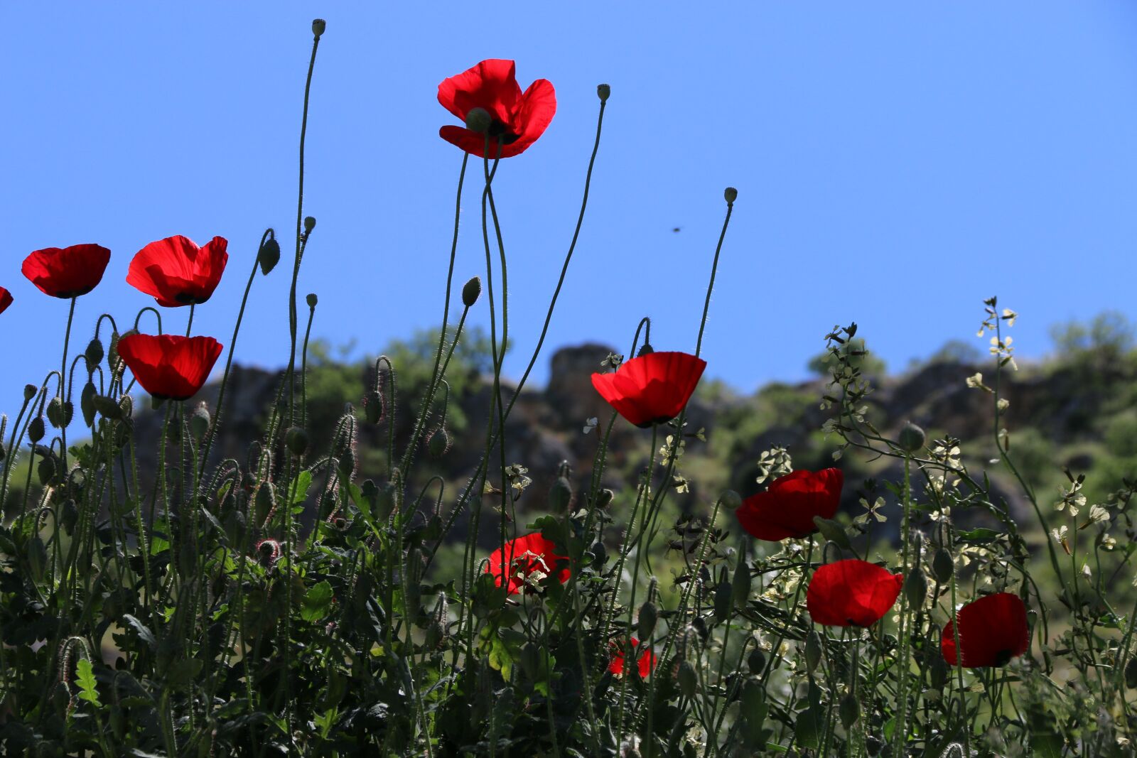 Canon EF-S 18-135mm F3.5-5.6 IS sample photo. Papaver rhoeas, flower, plant photography