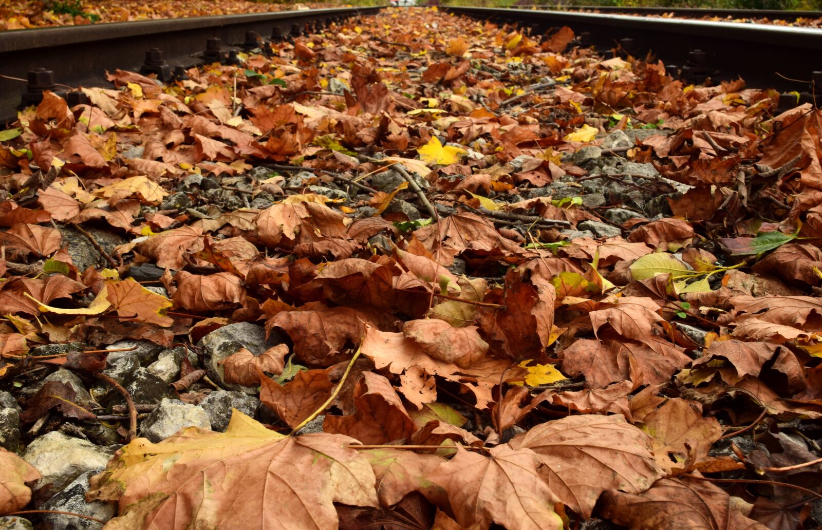 Nikon D3300 sample photo. Autumn, leaves, fall foliage photography