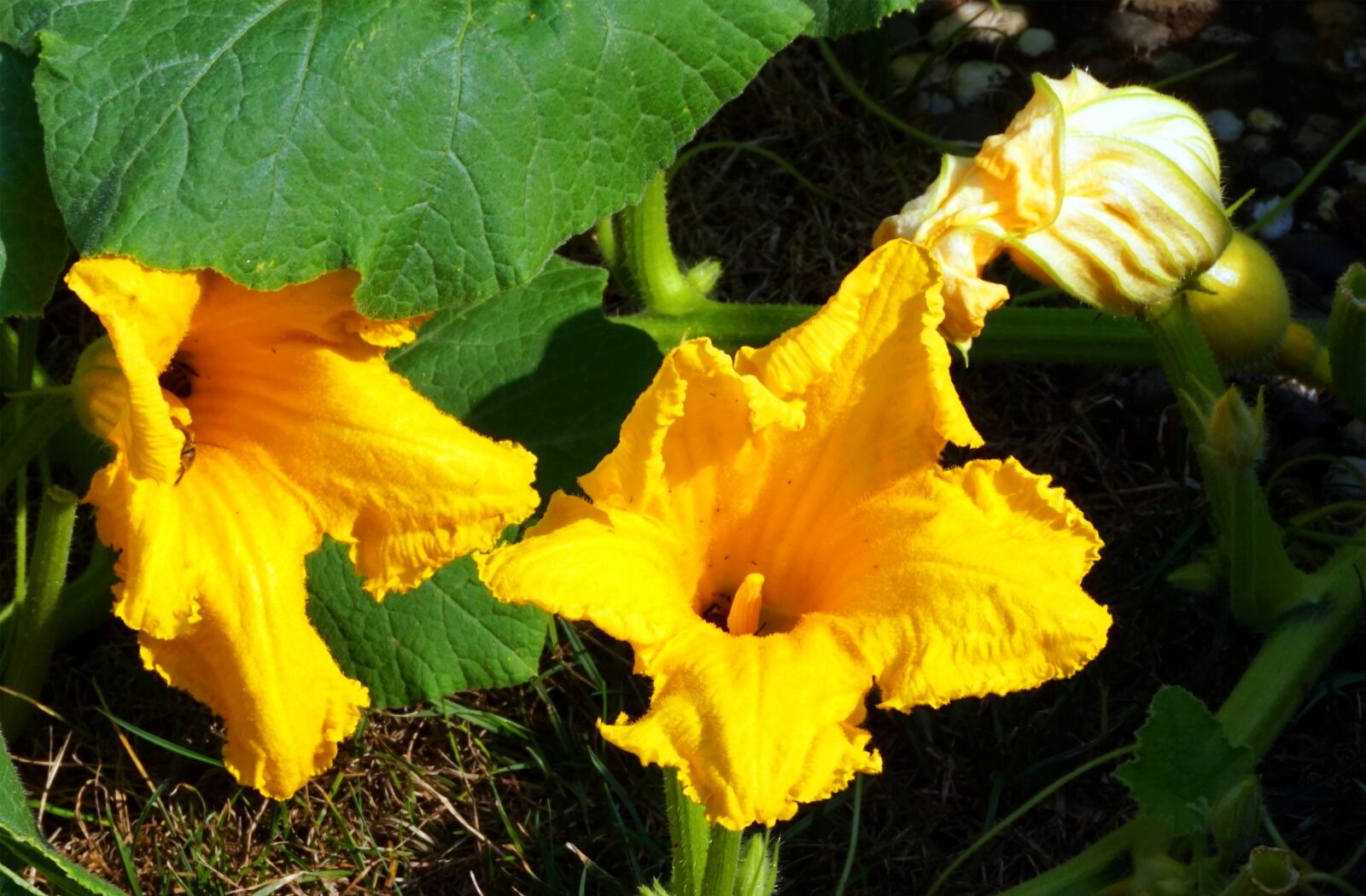 Sony Alpha a5000 (ILCE 5000) + Sony E 55-210mm F4.5-6.3 OSS sample photo. Pumpkin, blossom, bloom photography