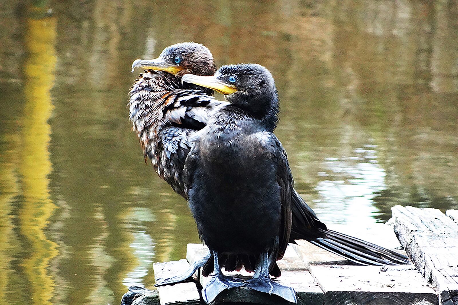 Sony DSC-HX200V sample photo. Cormorant, neotropic cormorant, lake photography