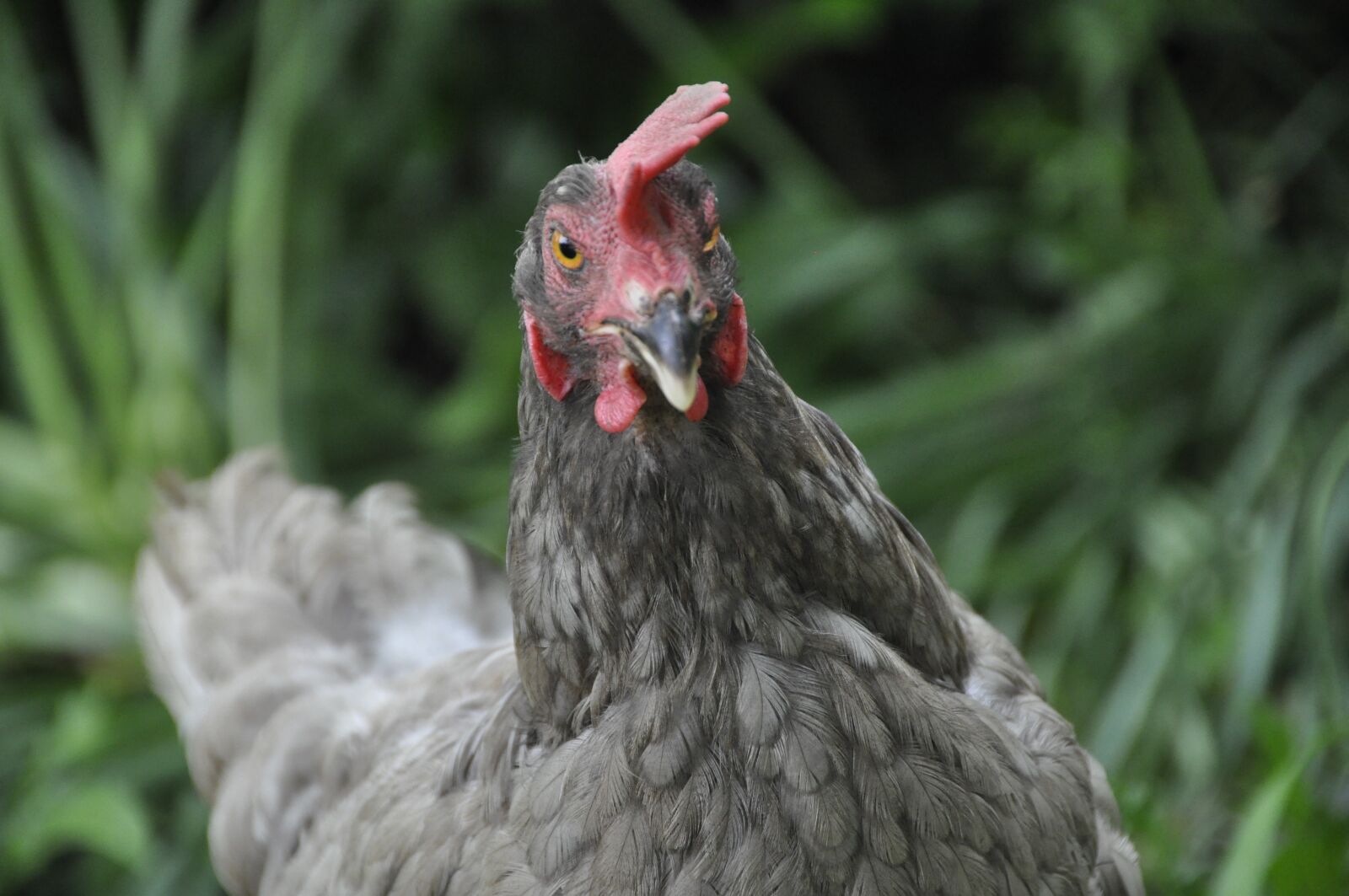 Nikon D90 sample photo. Chicken, plumage, art fair photography