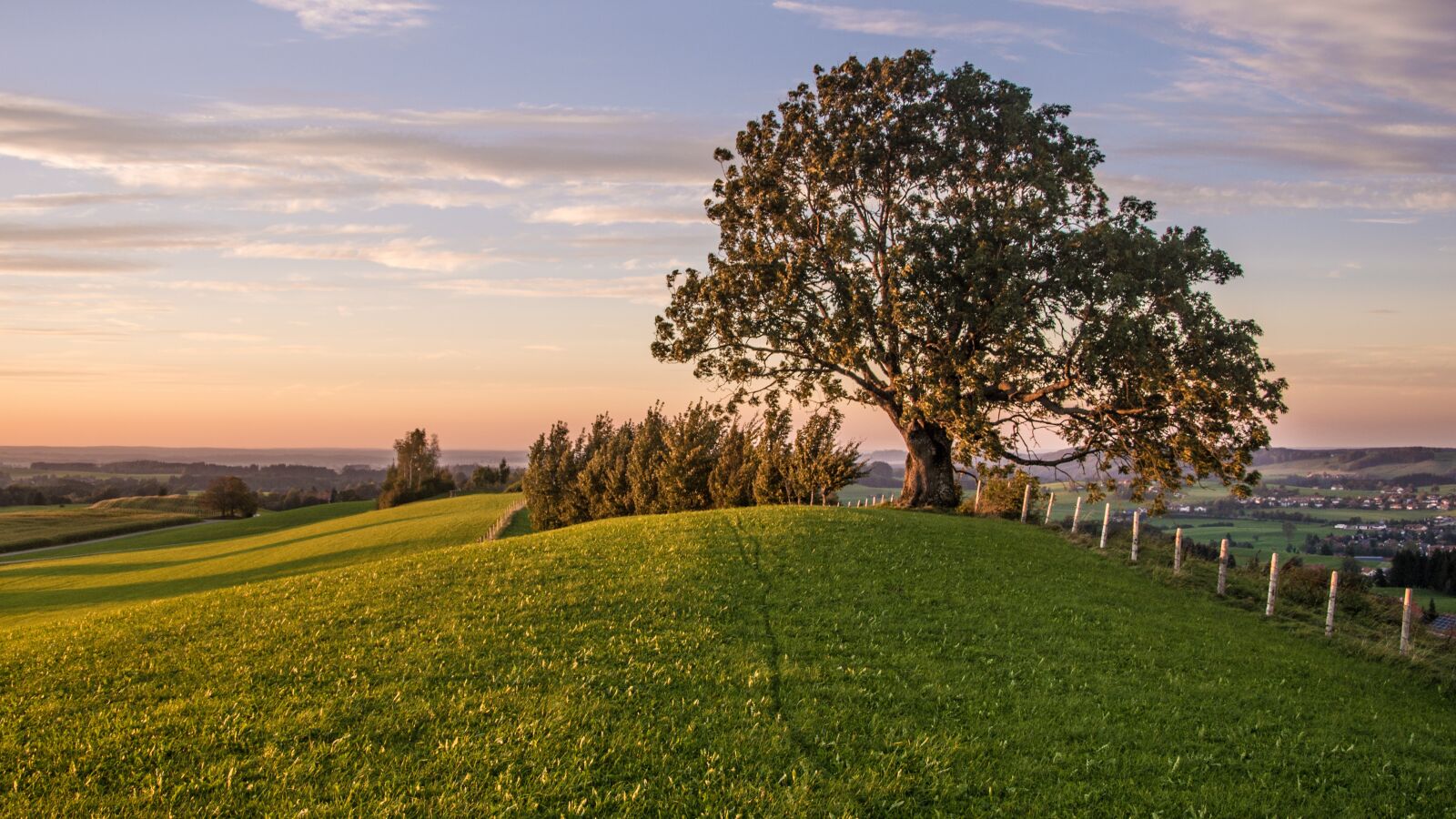 Nikon D5200 sample photo. Tree, hill, grass photography