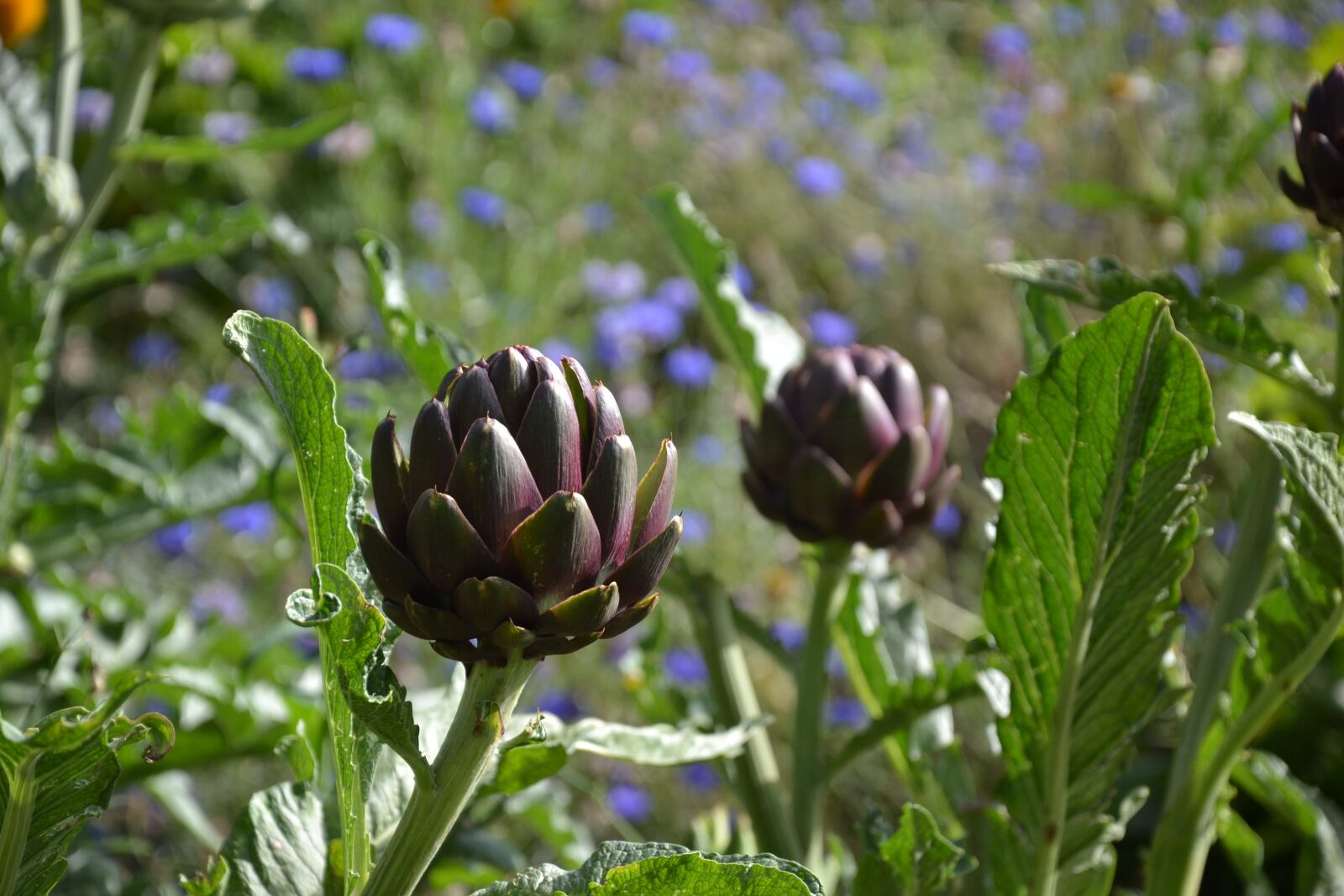 Nikon D3100 sample photo. Artichoke, flower, vegetables photography