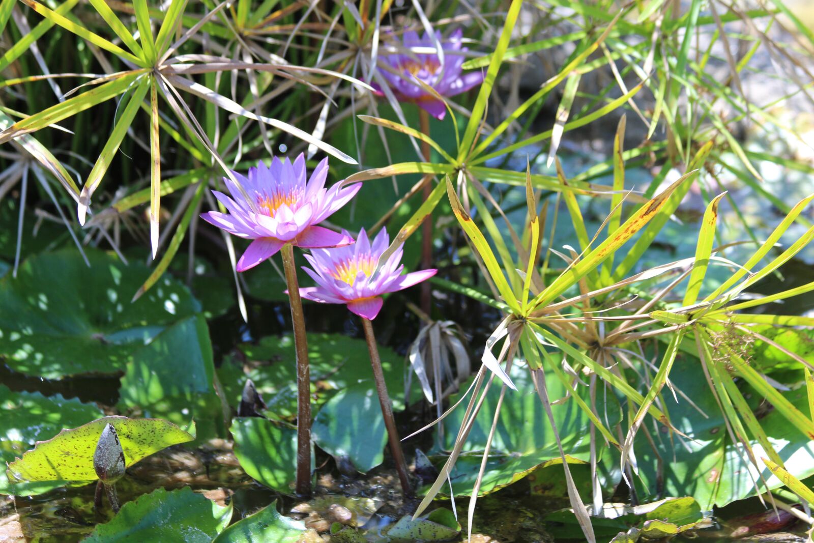 Canon EOS 650D (EOS Rebel T4i / EOS Kiss X6i) sample photo. Water lilies, flowers, leaves photography