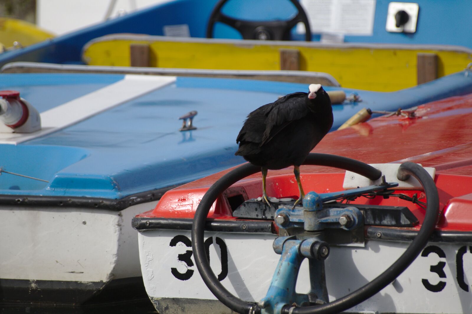 Canon EOS 1200D (EOS Rebel T5 / EOS Kiss X70 / EOS Hi) sample photo. Bird, boat, water photography