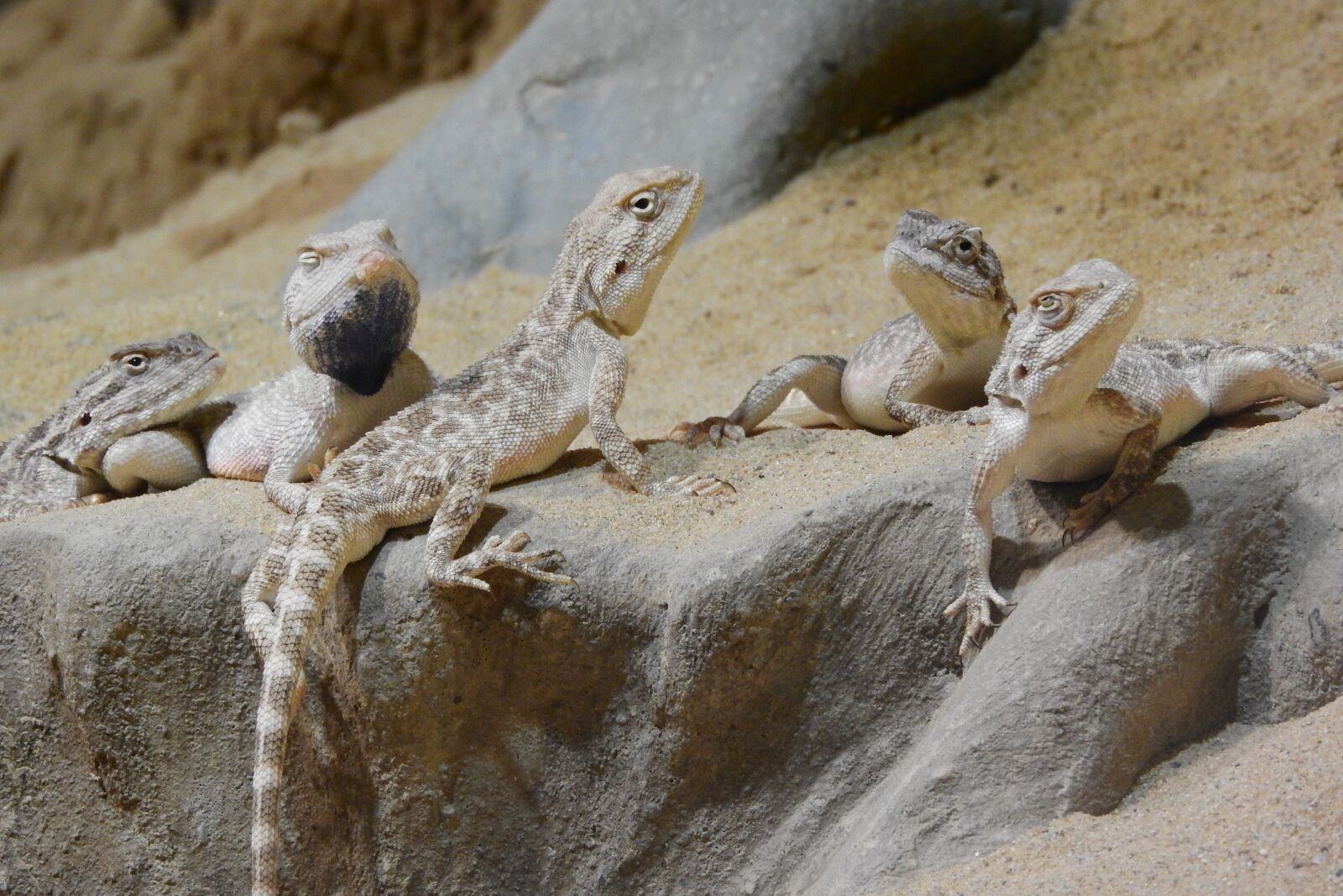 Nikon Coolpix P610 sample photo. Agama steppe, trapelus sanguinolentus photography