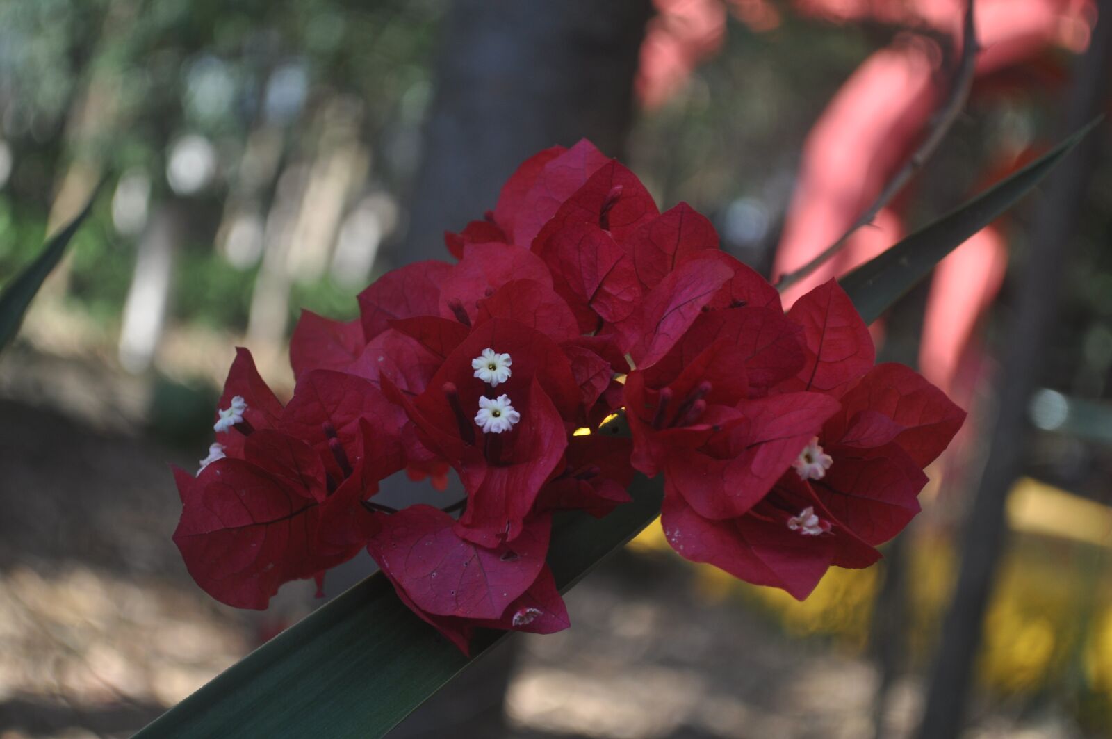 Nikon D5000 sample photo. Red flower drop-down, red photography