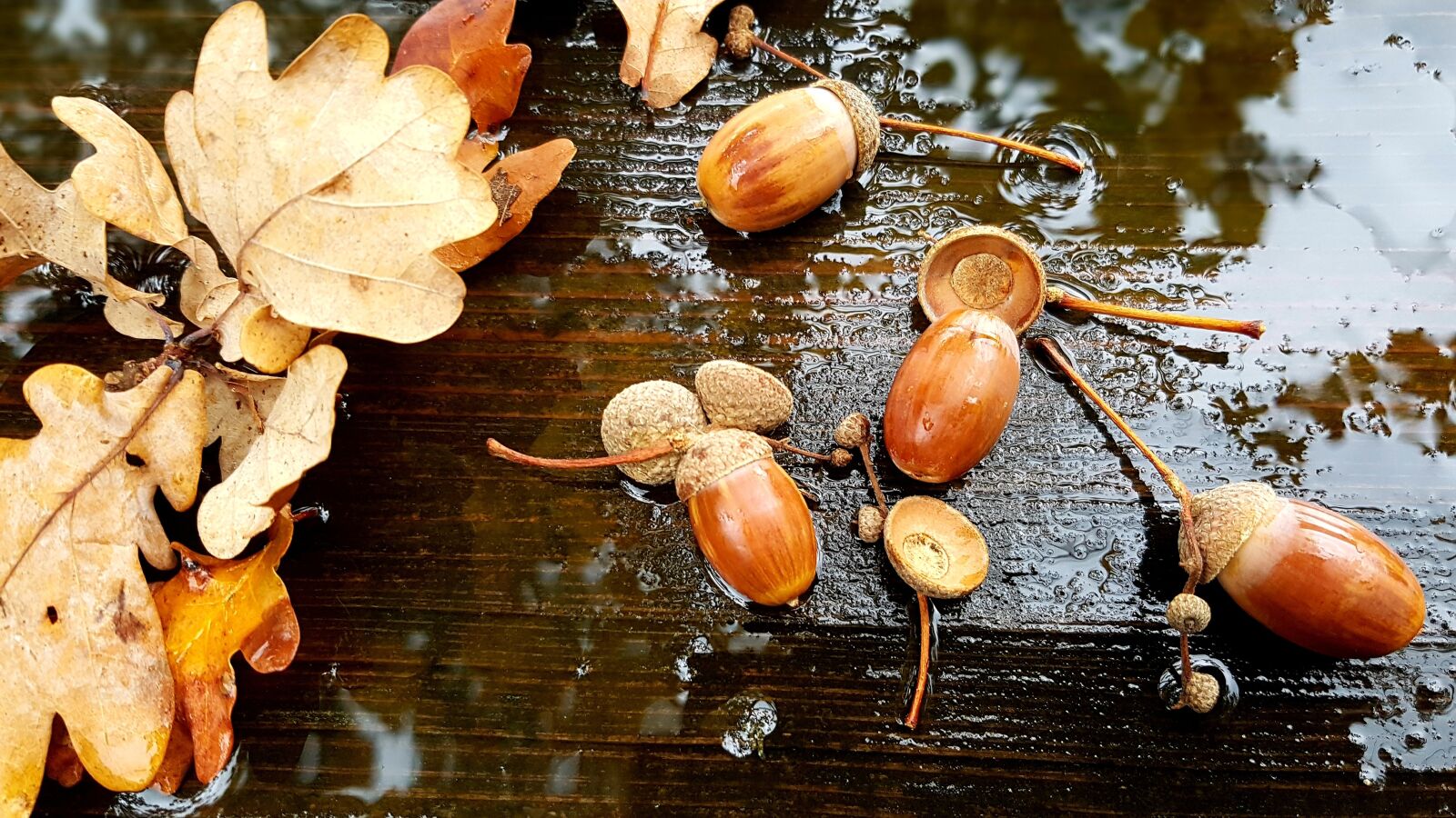Samsung Galaxy S7 Edge sample photo. Acorns, leaves, autumn photography