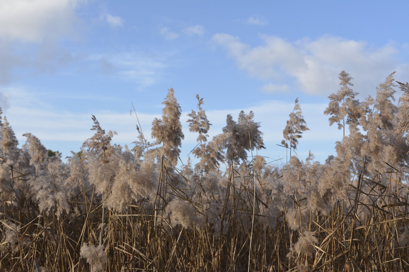 Nikon D7100 sample photo. Reed, landscape, nature photography
