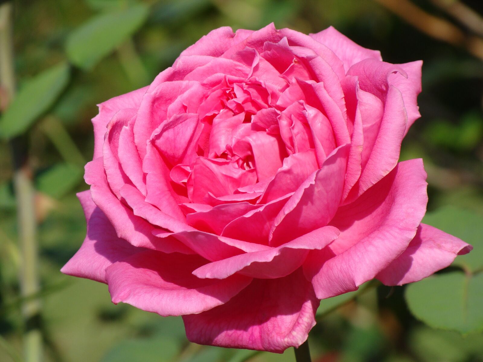 Sony Cyber-shot DSC-H10 sample photo. Flower, rosa, plant photography