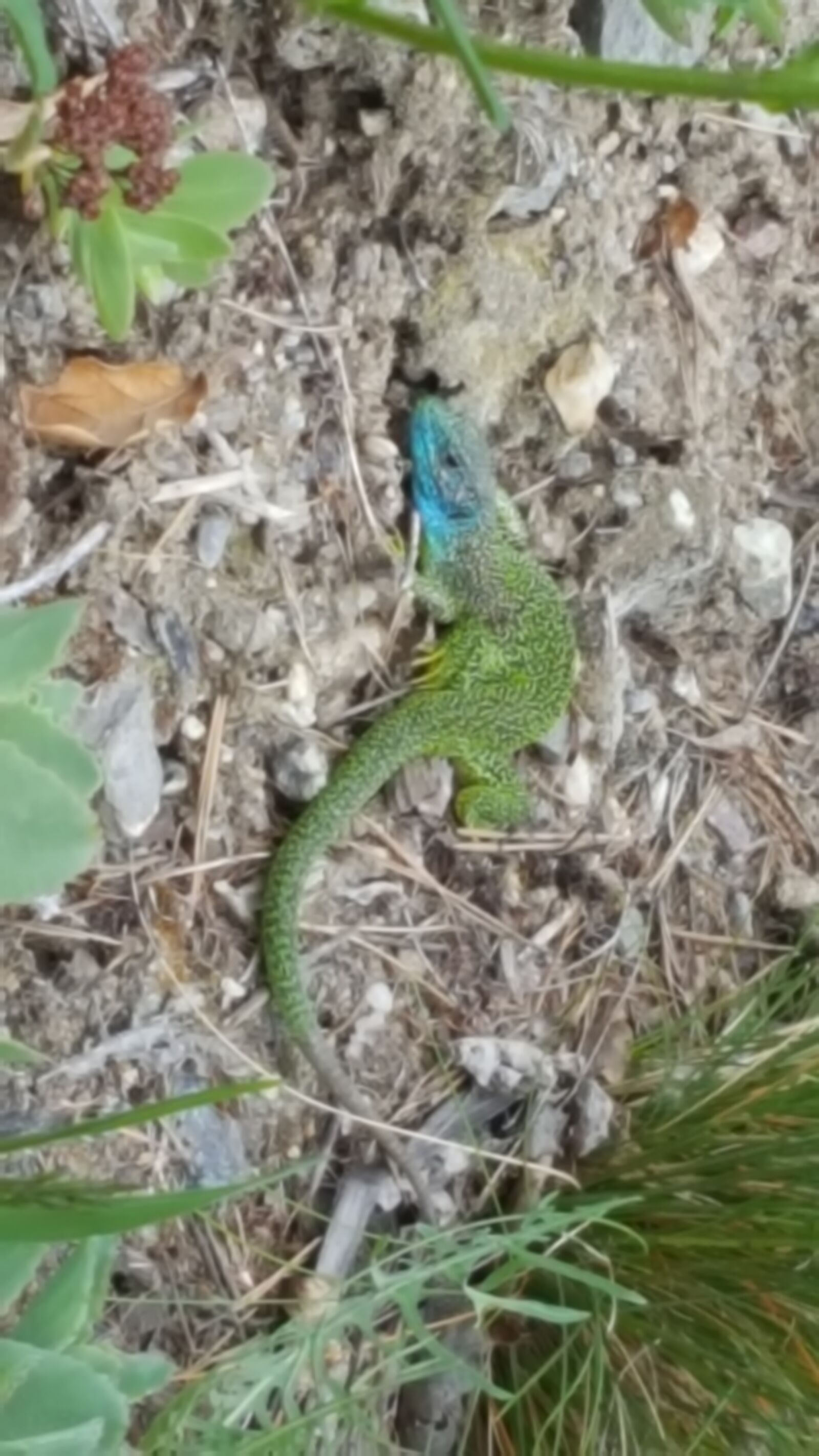 Samsung Galaxy S6 sample photo. Nature, the lizard, bayern photography