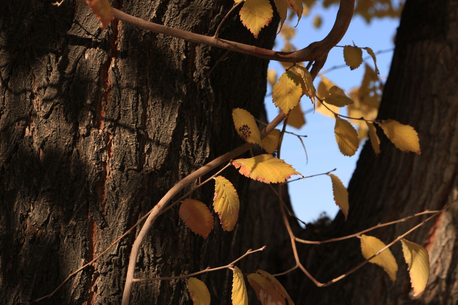 Canon EOS 750D (EOS Rebel T6i / EOS Kiss X8i) sample photo. Tree, nature, wood photography