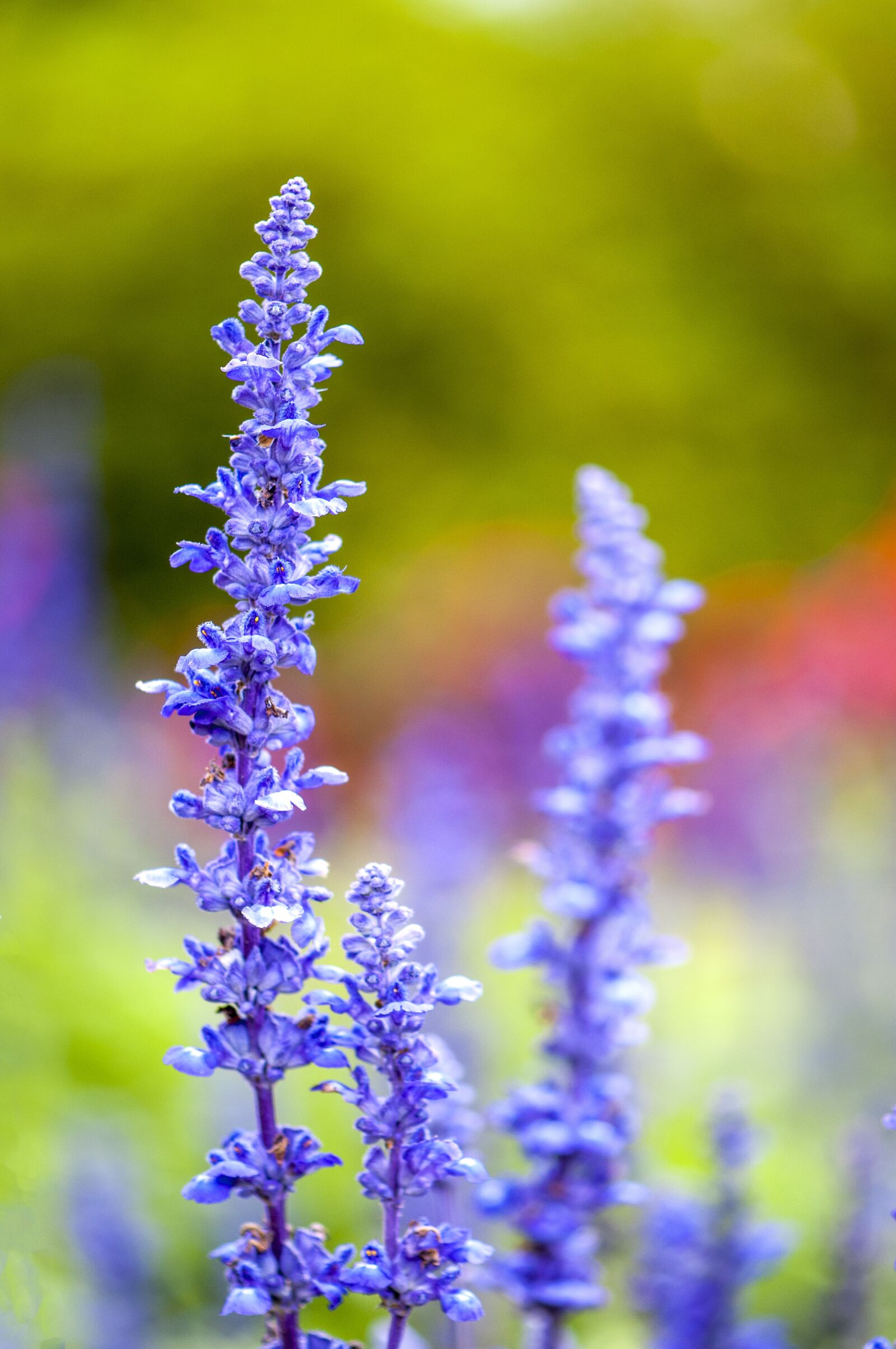 Nikon D300 sample photo. Purple flowers, purple, flower photography