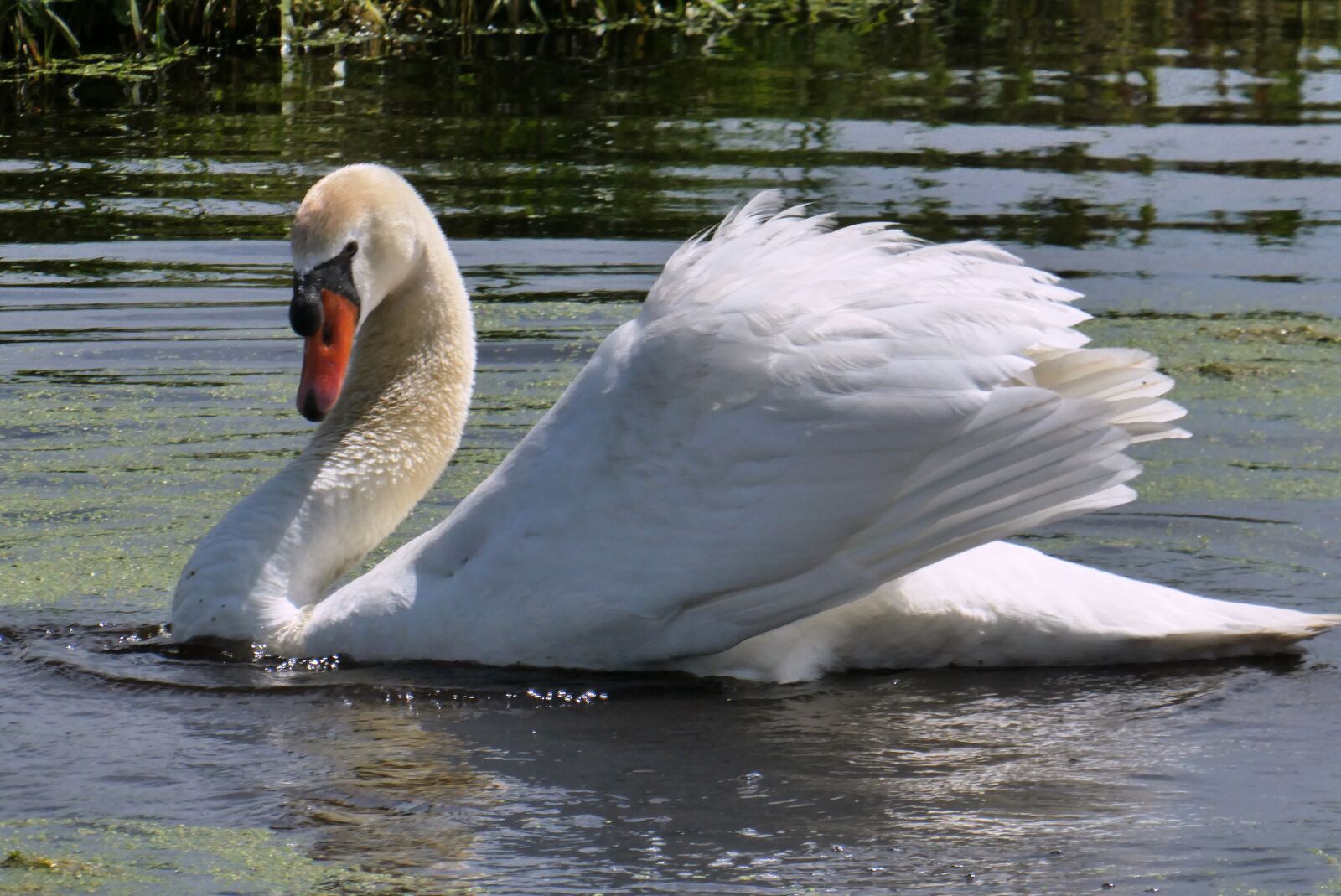 Panasonic Lumix DC-ZS70 (Lumix DC-TZ90) sample photo. Swan, show off, feathers photography
