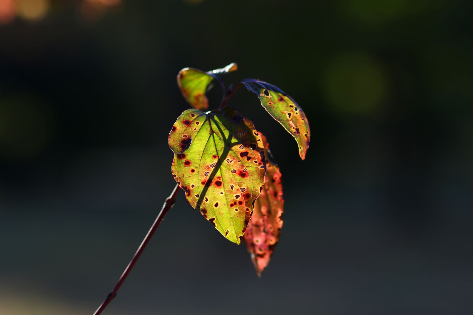 Canon EOS 7D Mark II + Canon EF 85mm F1.8 USM sample photo. Leaves, yellow, autumn photography