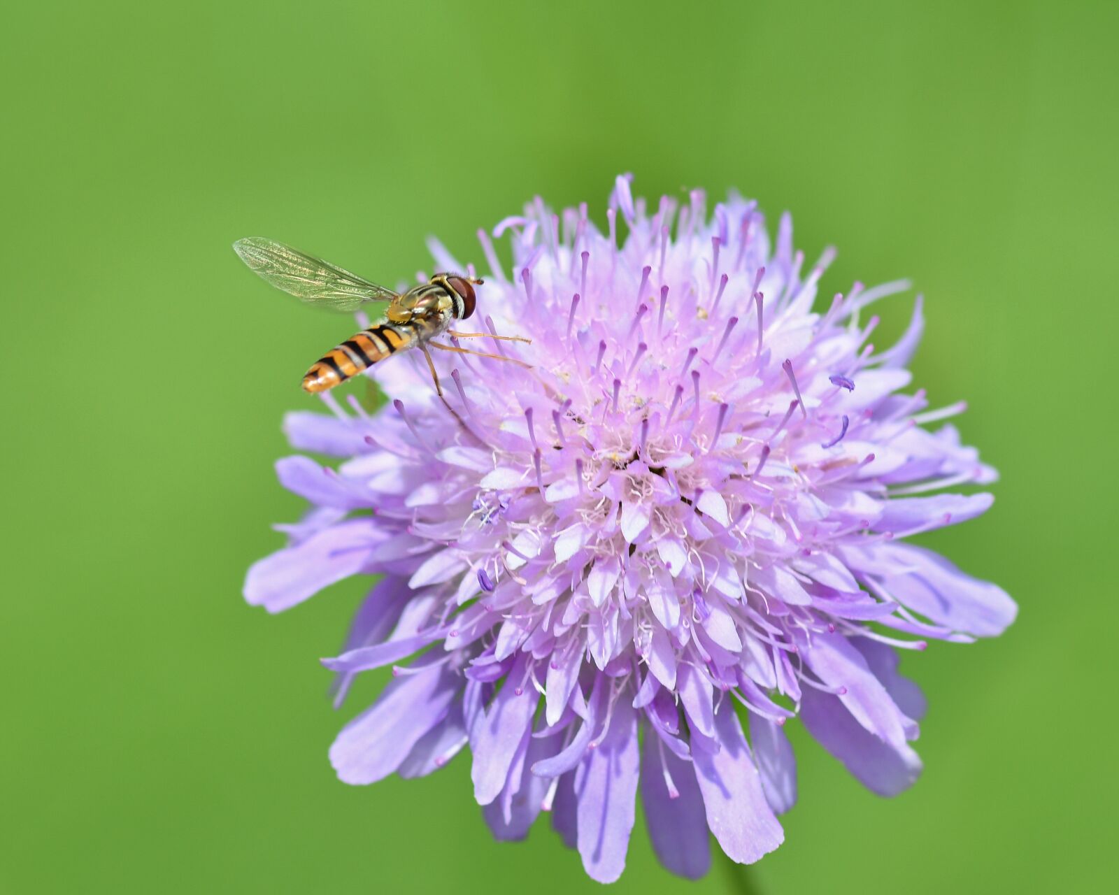 Nikon D500 sample photo. Hoverfly, insect, flower photography