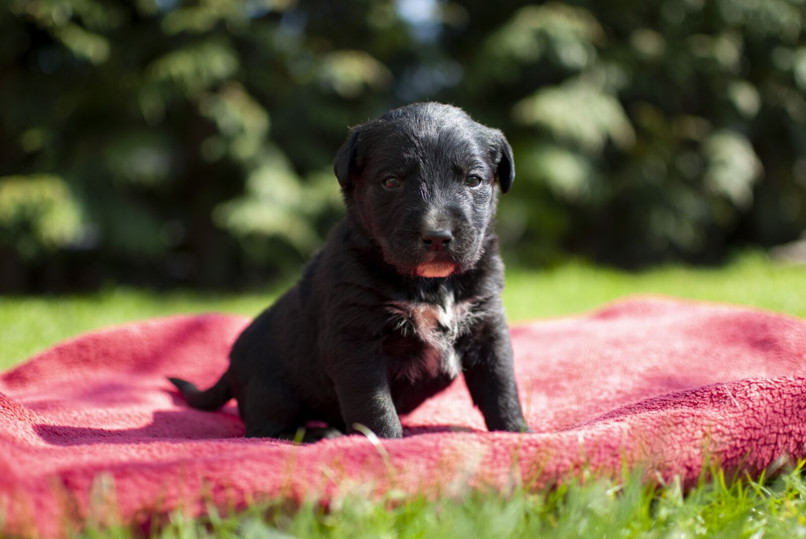 Nikon D60 sample photo. Puppy, dog, small photography