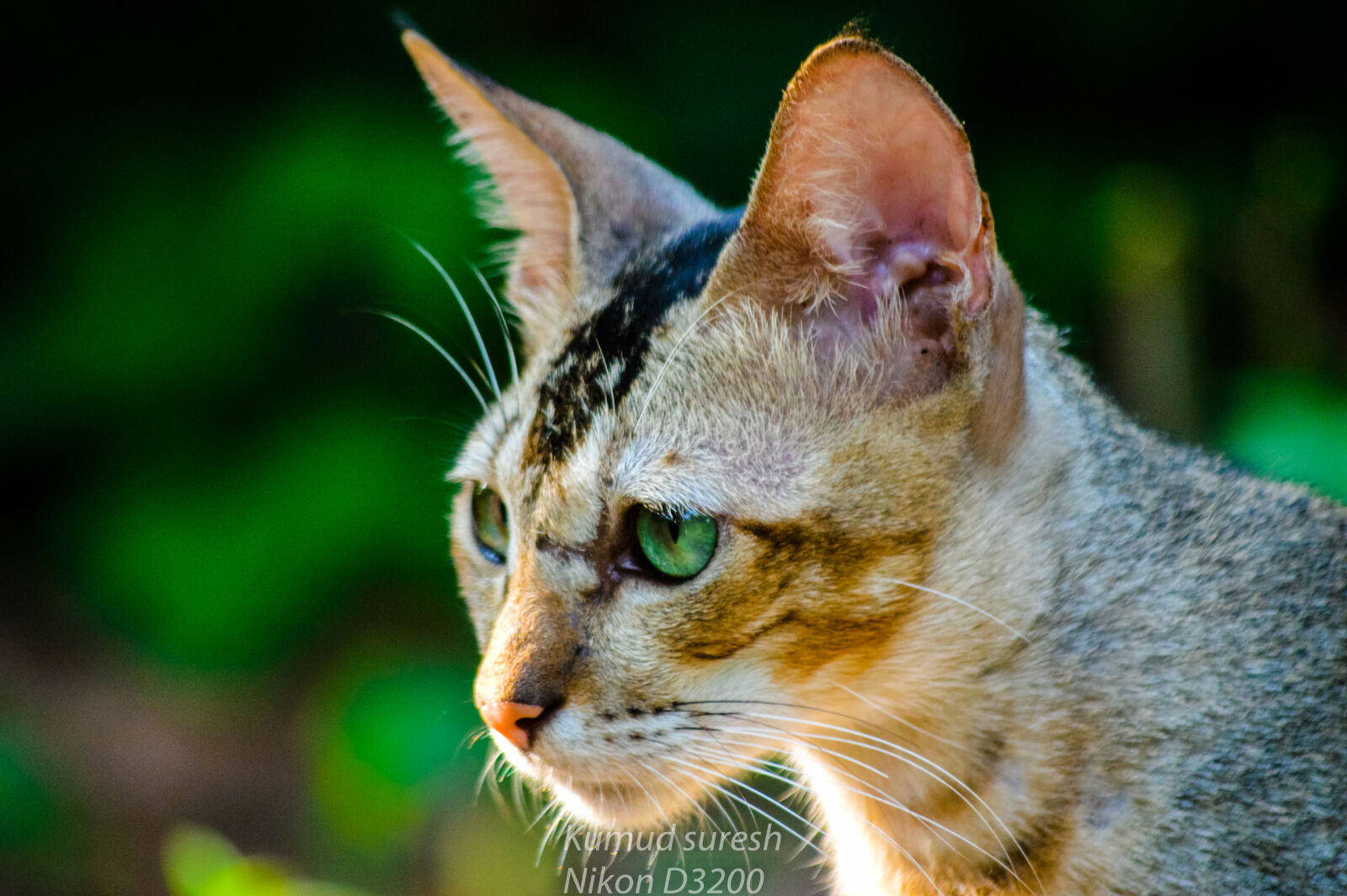 Nikon D3200 sample photo