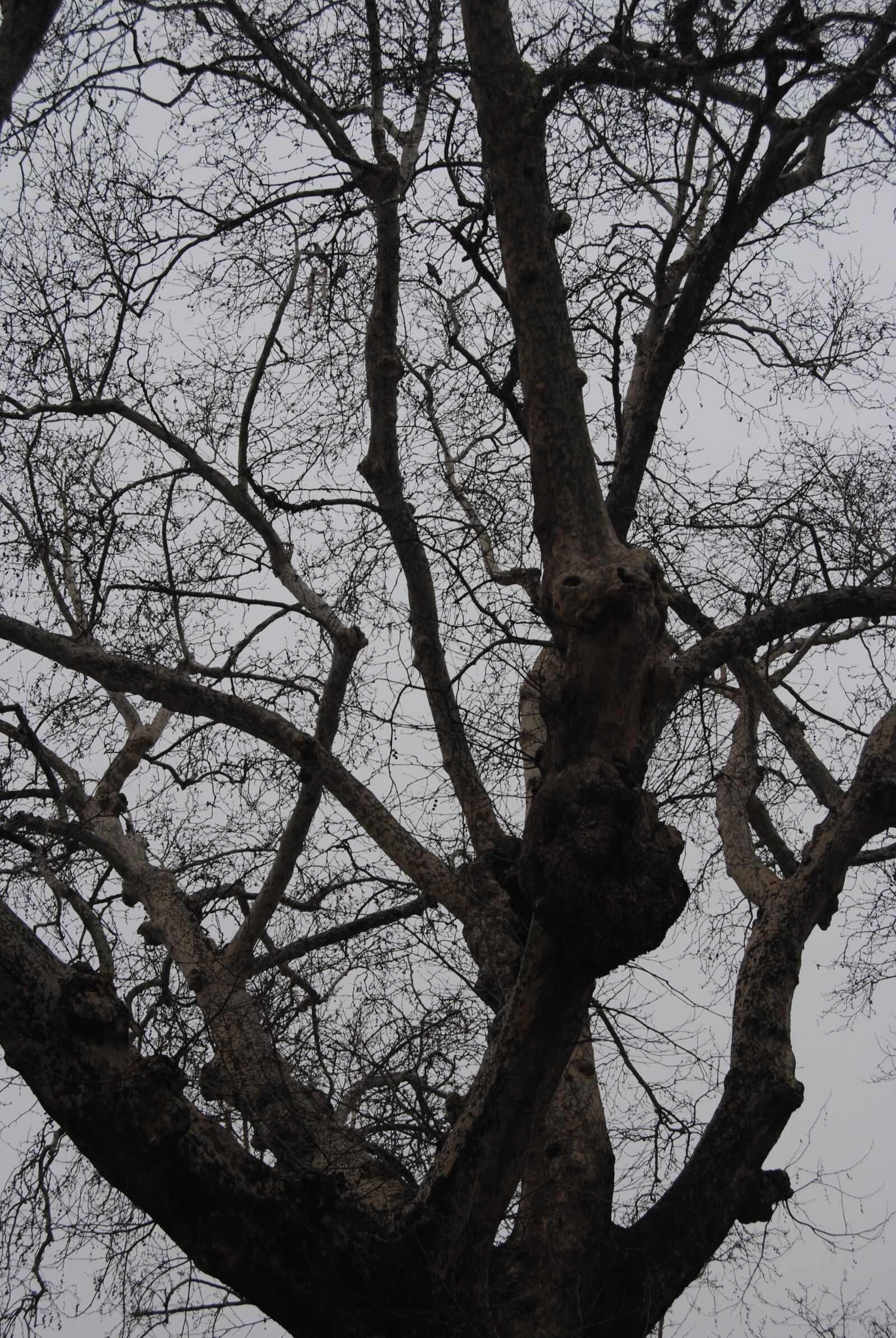 Nikon D3000 sample photo. Tree, bough, forest photography