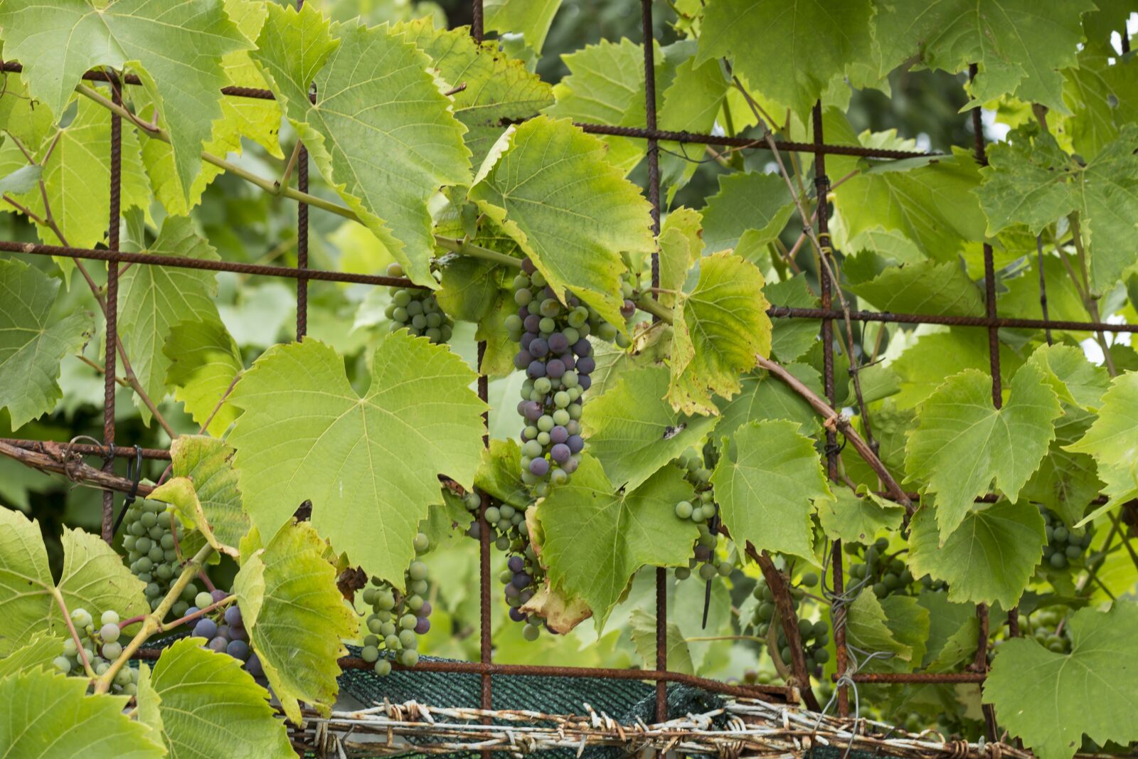 Canon EOS 70D + Canon EF 50mm F1.8 STM sample photo. Grapes, foliage, fruits photography