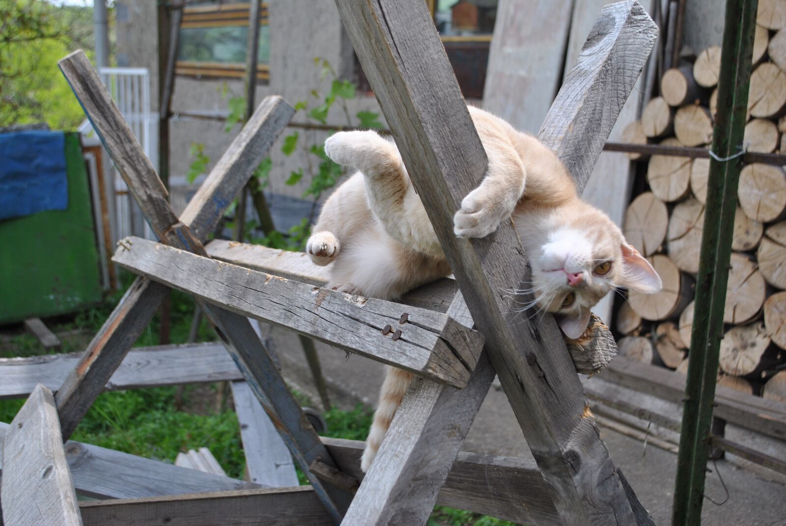 Nikon D3000 sample photo. Cat, kitten, puppy photography