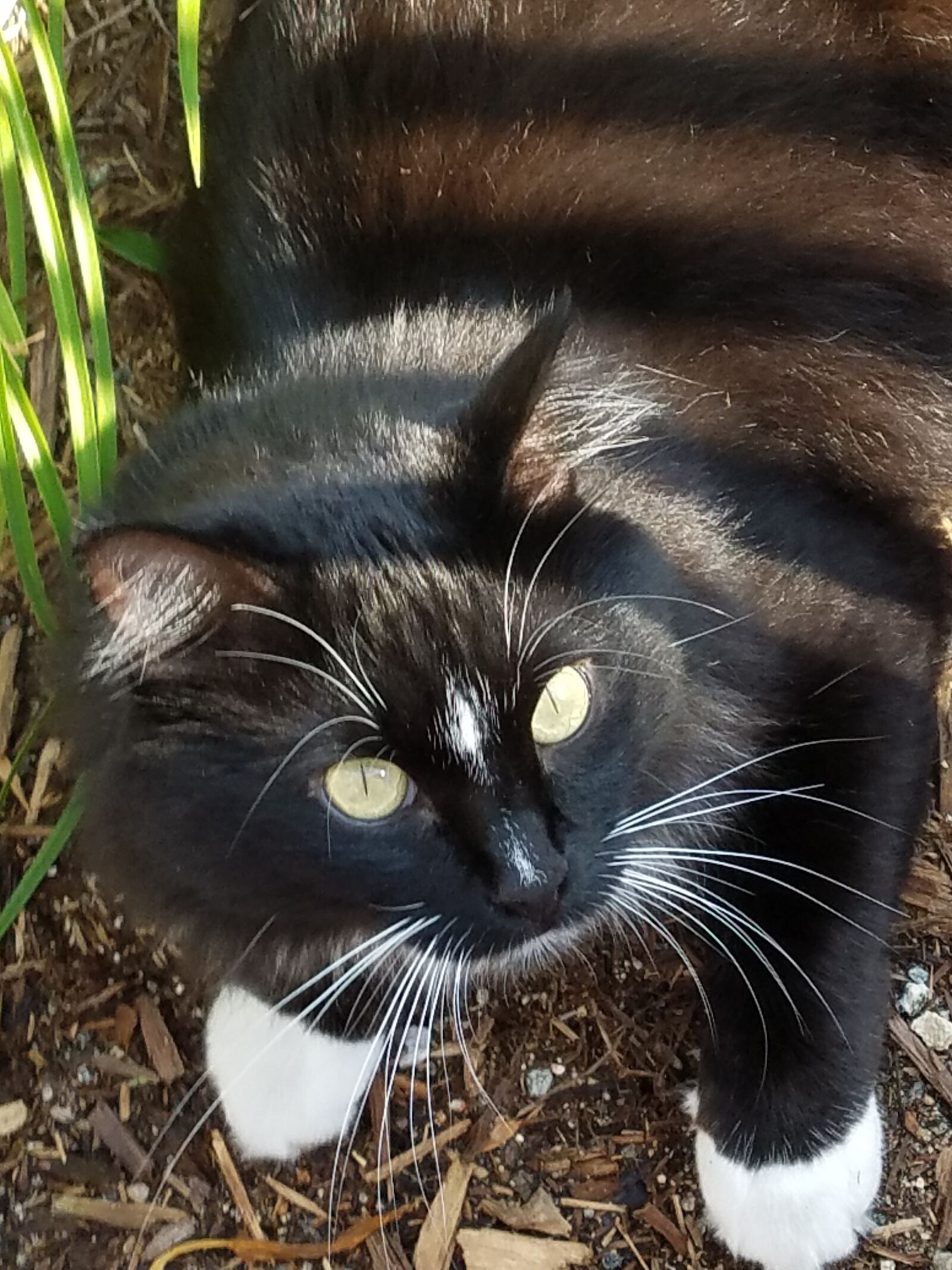 Samsung Galaxy S7 Edge sample photo. Black, cat, tuxedo photography