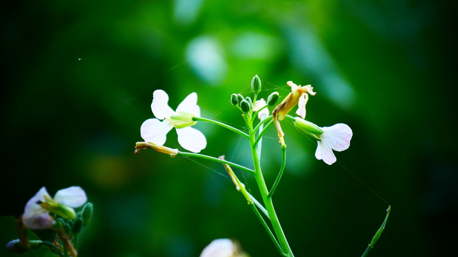 Panasonic Lumix DMC-G85 (Lumix DMC-G80) sample photo. Flower, flowers, garden photography