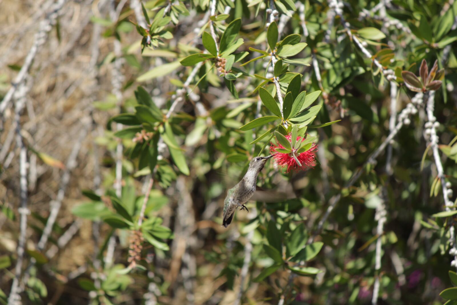 Canon EOS 1300D (EOS Rebel T6 / EOS Kiss X80) + Canon EF-S 55-250mm F4-5.6 IS II sample photo. Humming, bird, bottle brush photography