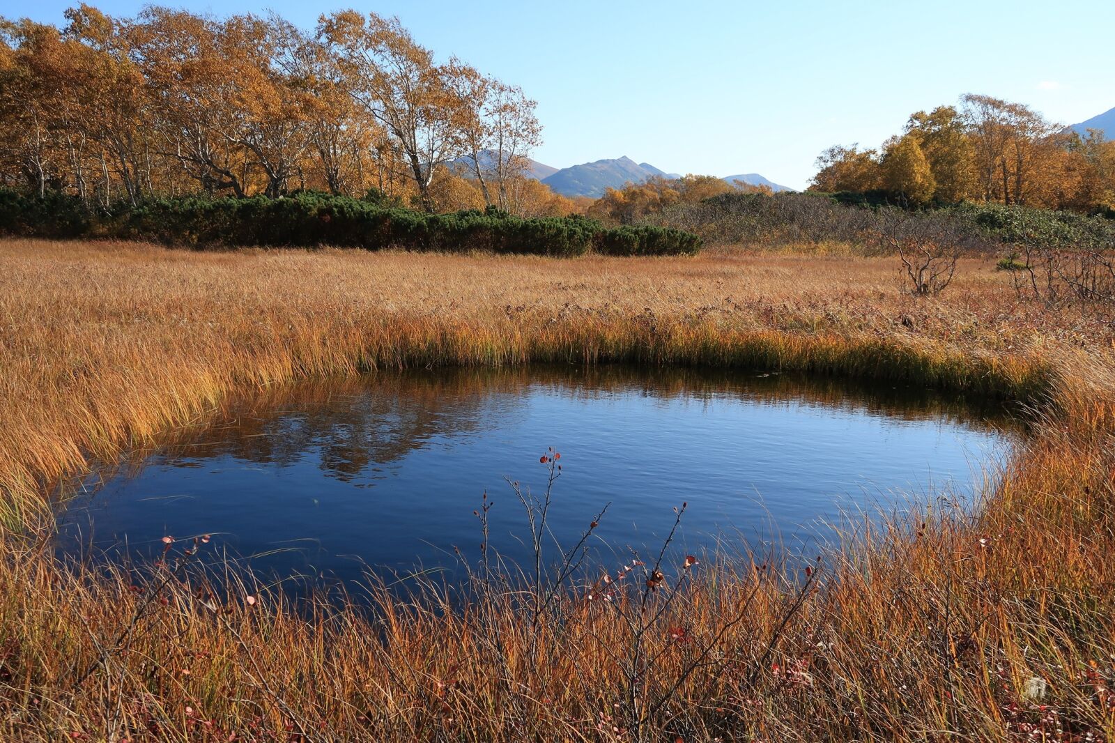 Canon PowerShot G7 X Mark II sample photo. Autumn, lake, forest photography