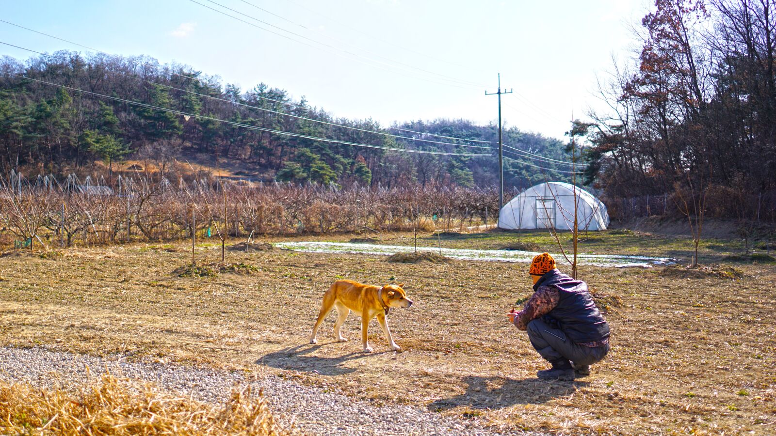 Sony Sonnar T* E 24mm F1.8 ZA sample photo. Country, dog, man photography