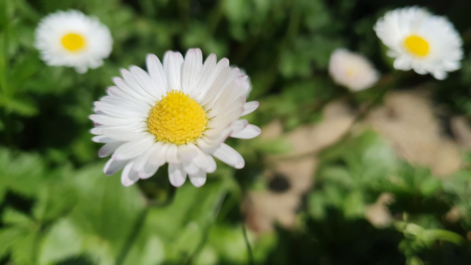 Samsung Galaxy S10e sample photo. Daisies, flowers, prato photography