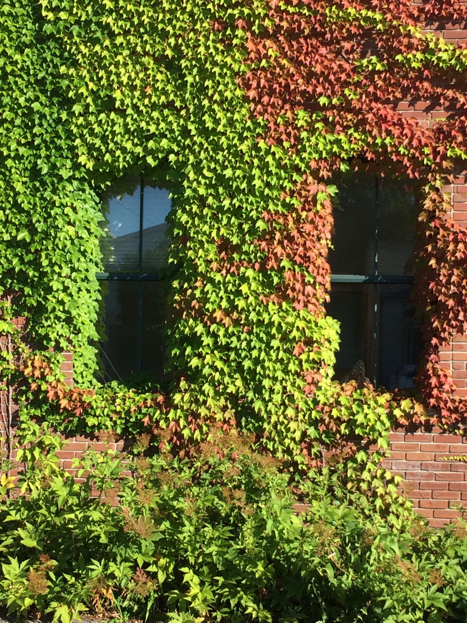 iPhone 5s back camera 4.15mm f/2.2 sample photo. Building, ivy, climbing photography