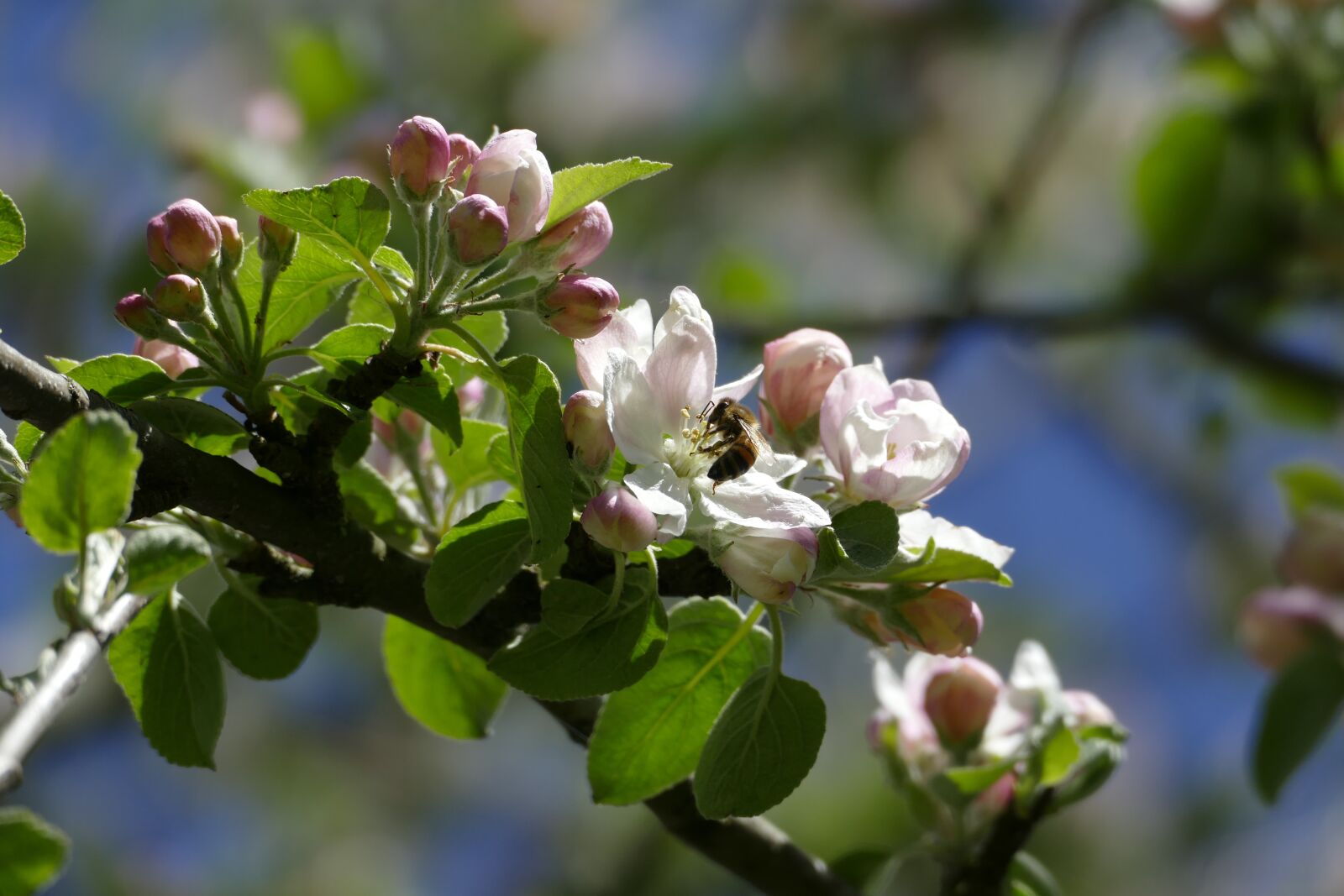 Panasonic Lumix DMC-FZ1000 sample photo. Apple tree, apple blossom photography