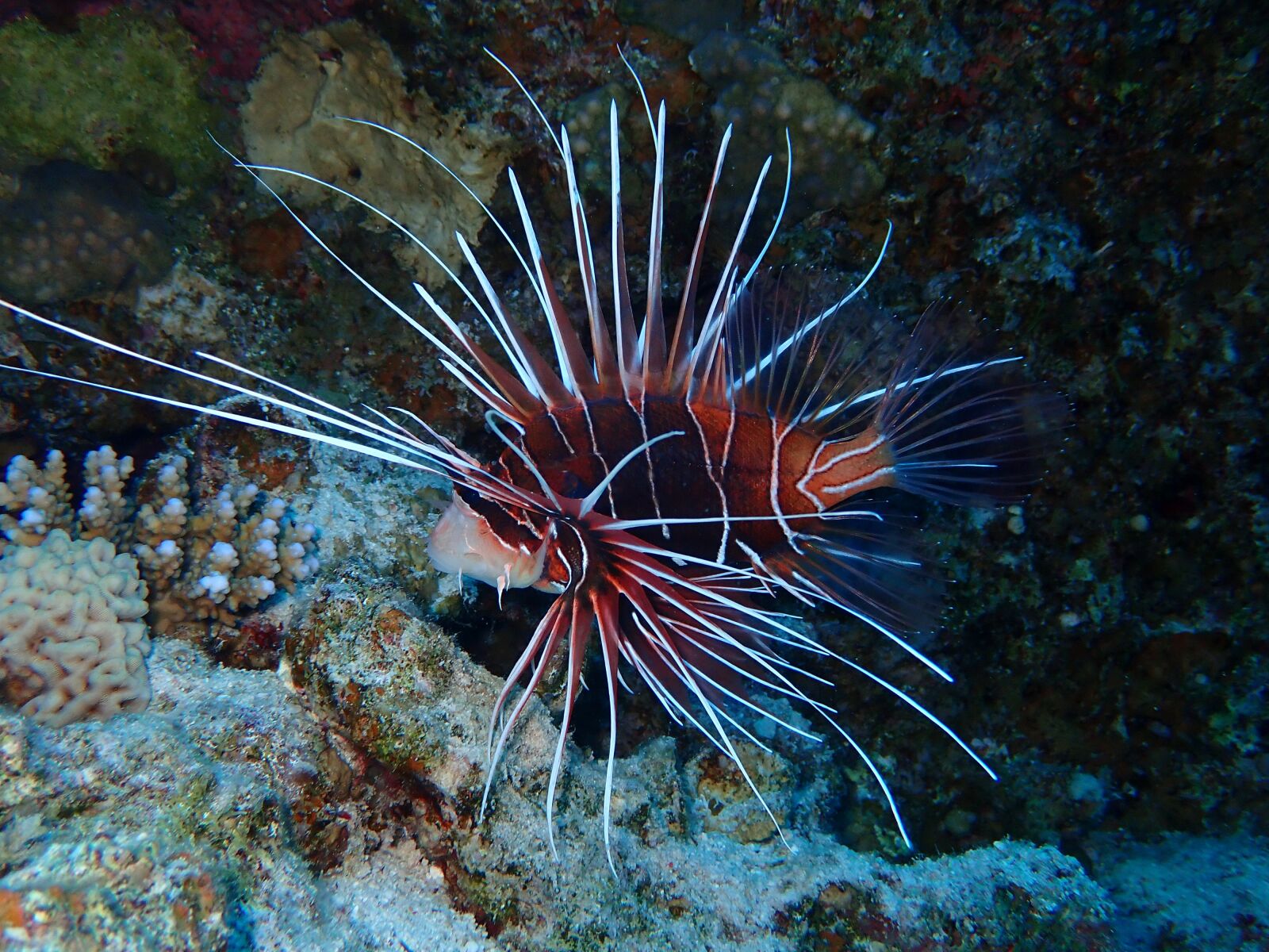 Olympus TG-5 sample photo. Lionfish, fish, u photography