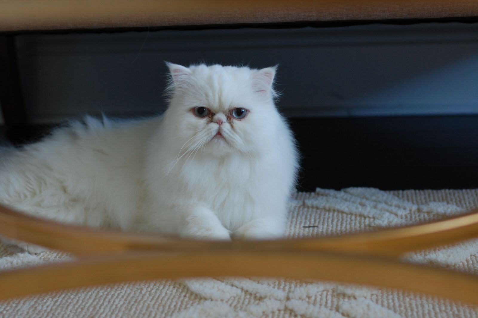 Nikon D40 sample photo. Persian, cat, kitten photography