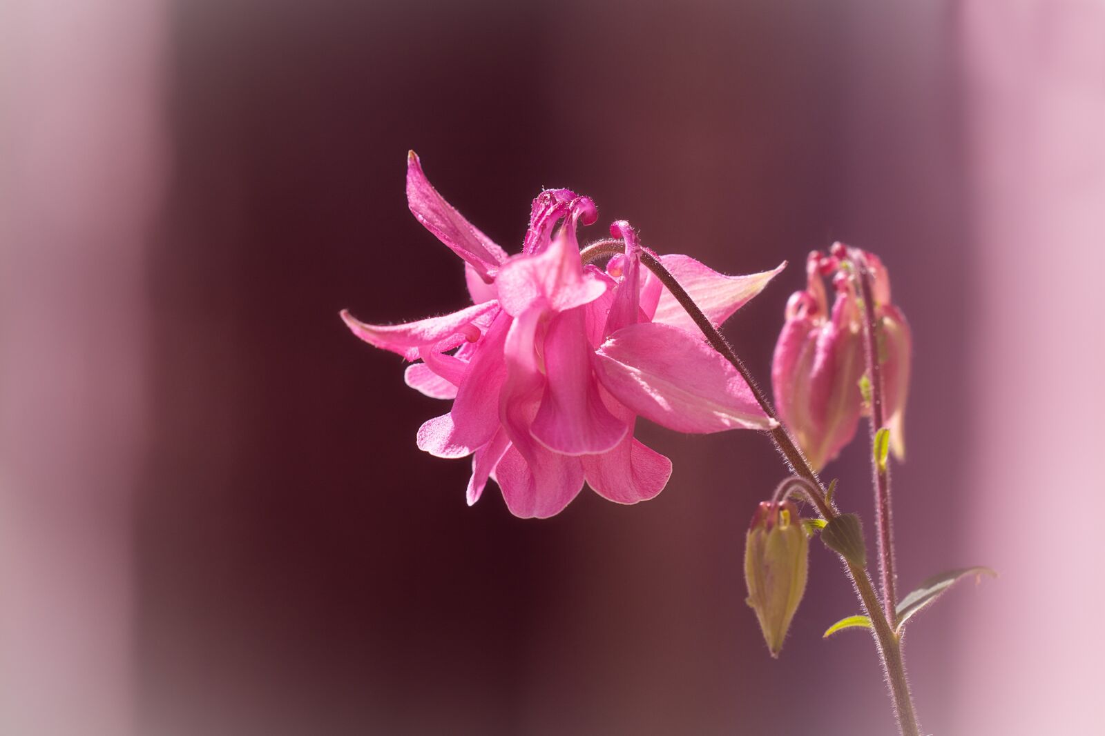 Nikon D7100 sample photo. Columbine, flower, blossom photography