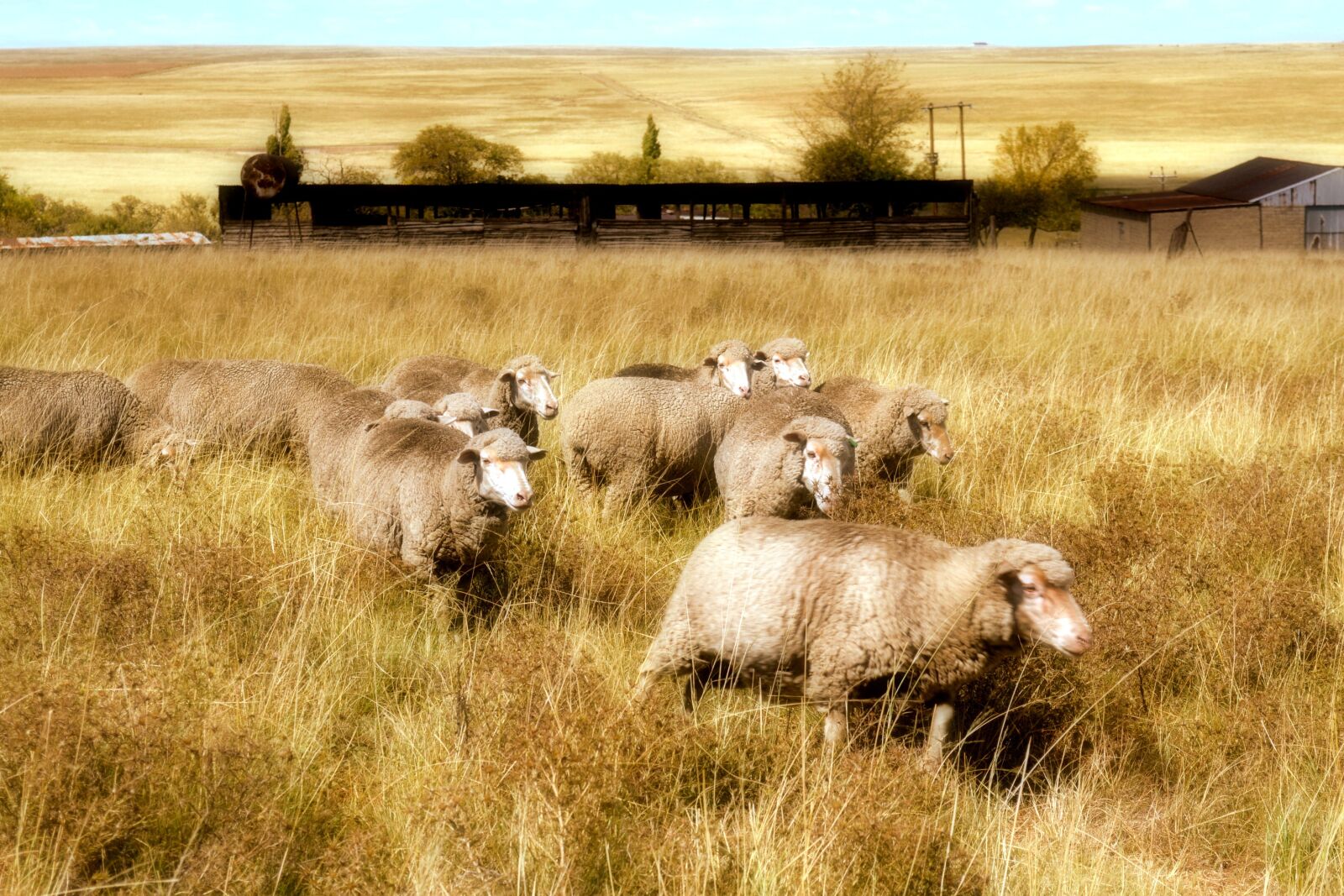 Nikon D3100 sample photo. Farm, sheep, grass photography