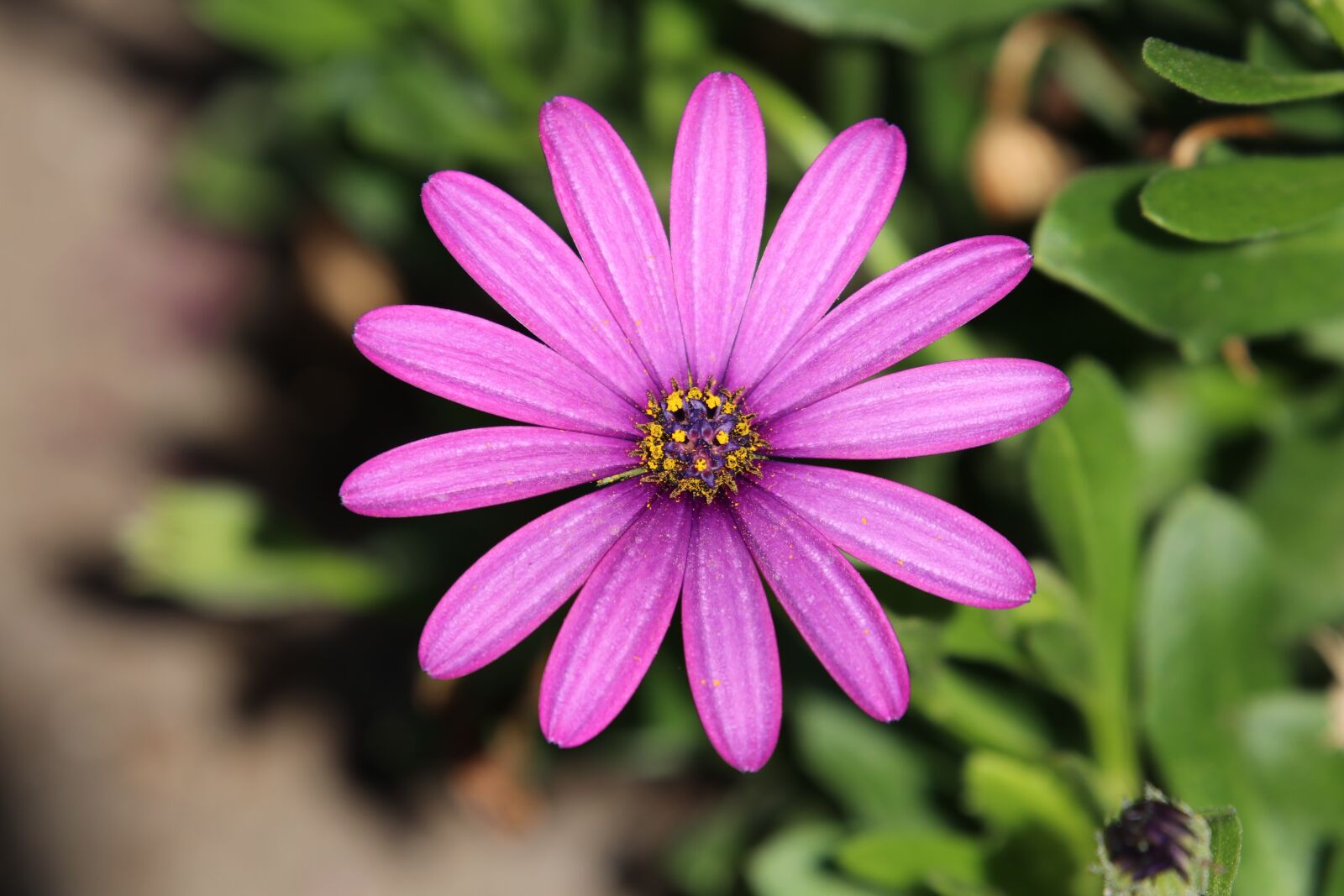 Canon EOS 80D sample photo. Flower, beauty, botany photography