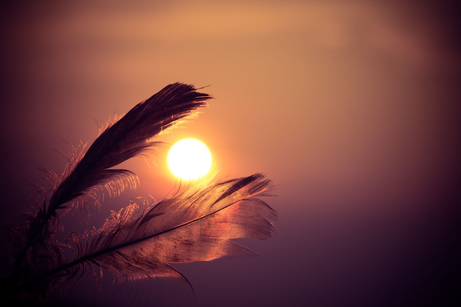 Canon EF-S 18-135mm F3.5-5.6 IS sample photo. Sunset, feathers, sun, sky photography