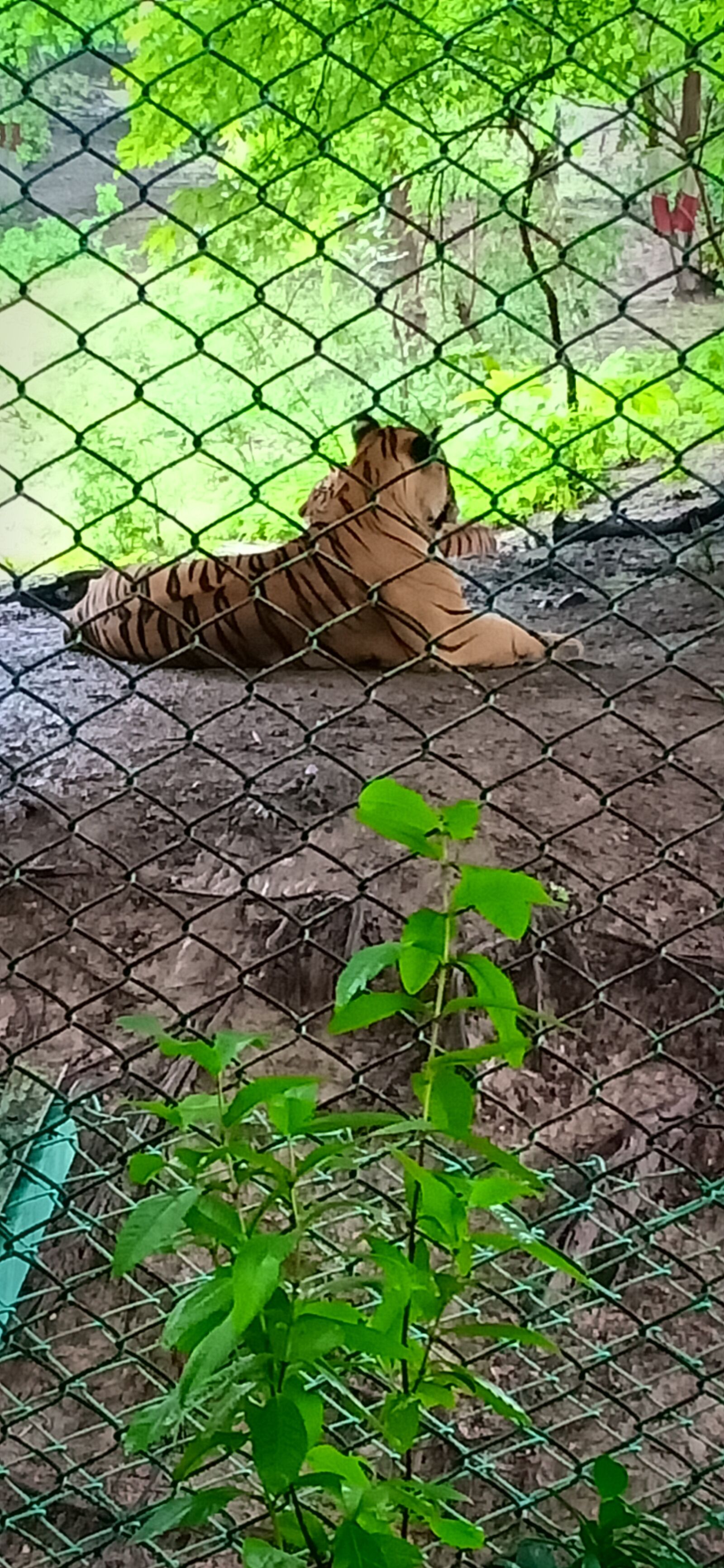 OPPO F9 sample photo. Zoo, tiger, animal photography