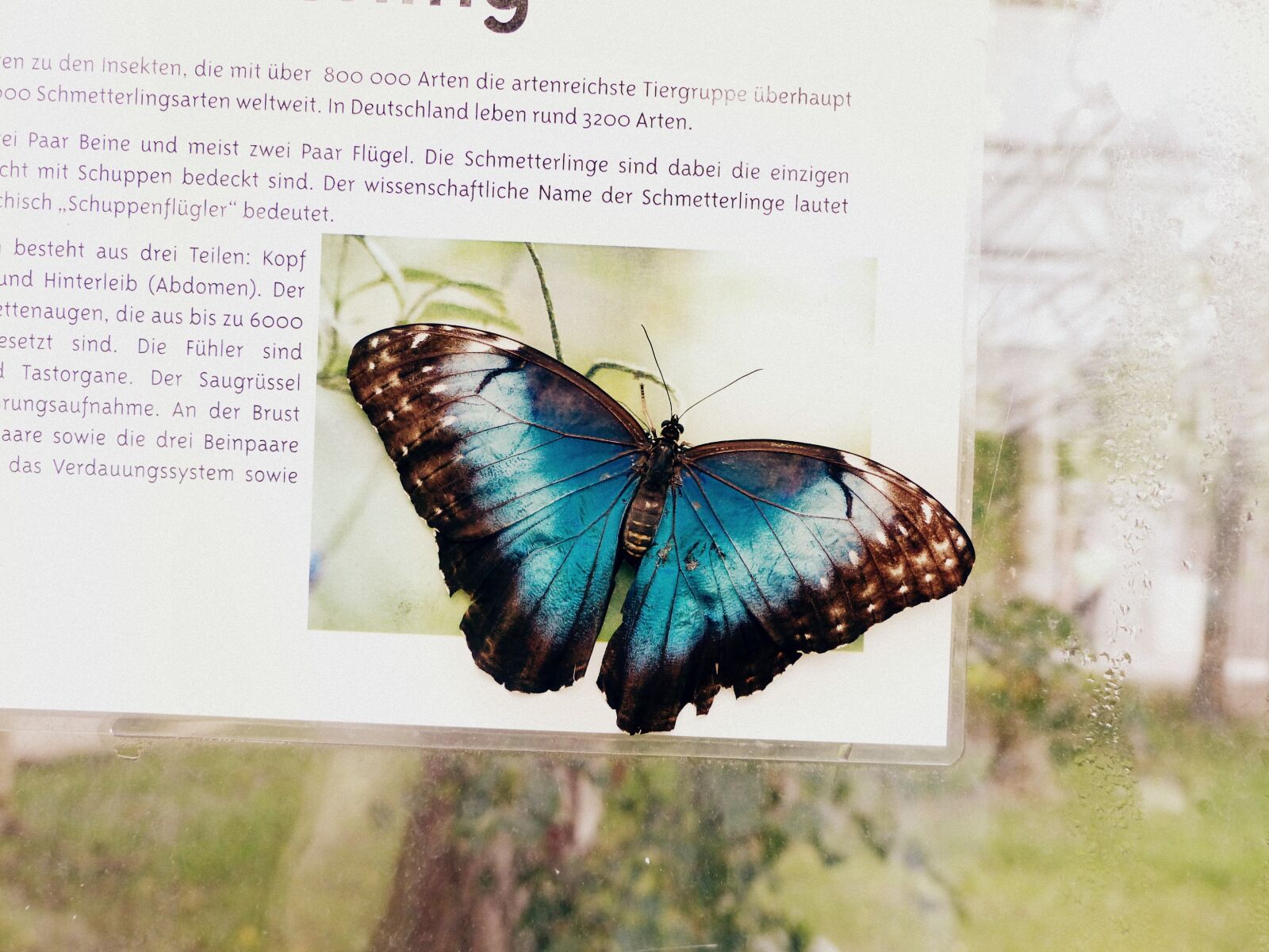 Panasonic Lumix DMC-FZ200 sample photo. Butterfly, nature, beauty photography
