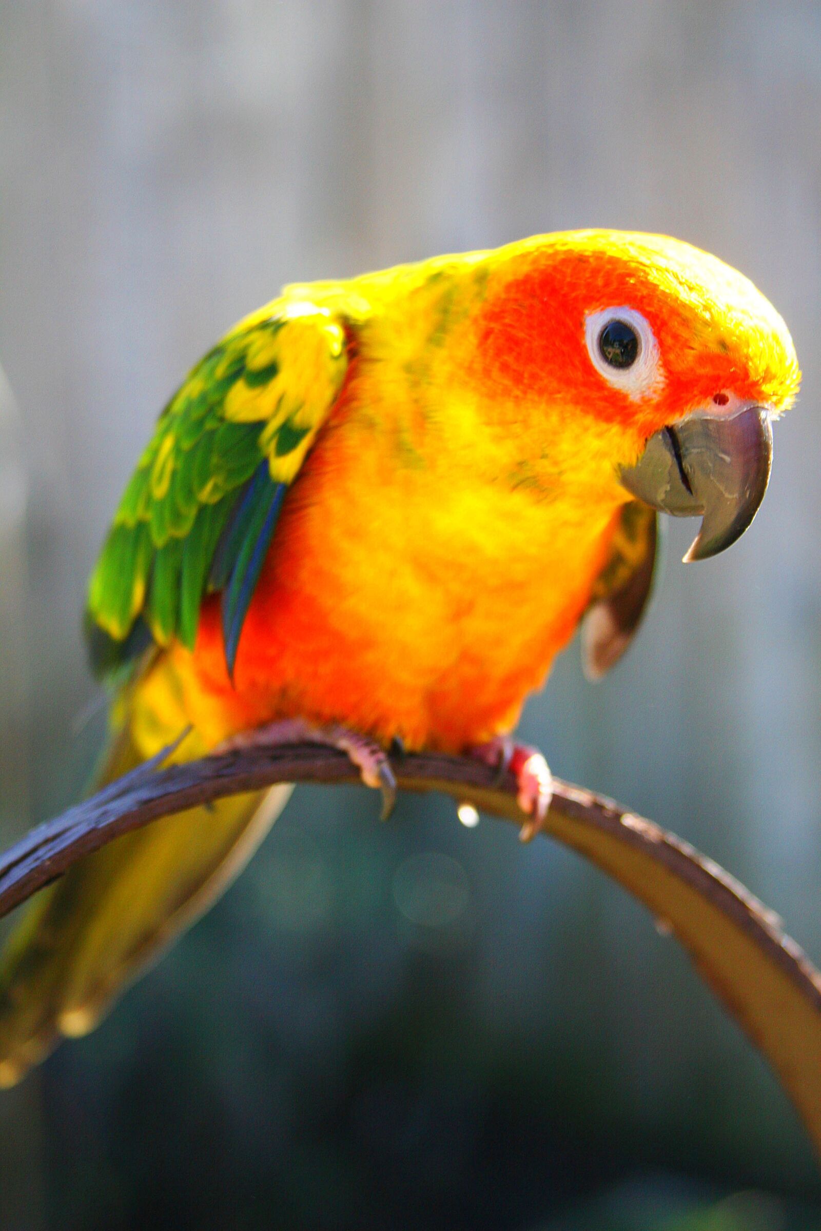 Canon EOS 20D sample photo. Bird, colors, feather photography