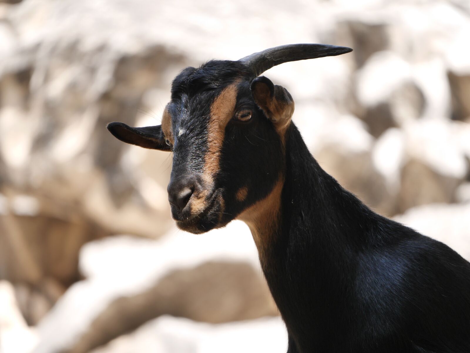 Panasonic Lumix DMC-GX7 sample photo. Goat, cyprus, wilderness photography