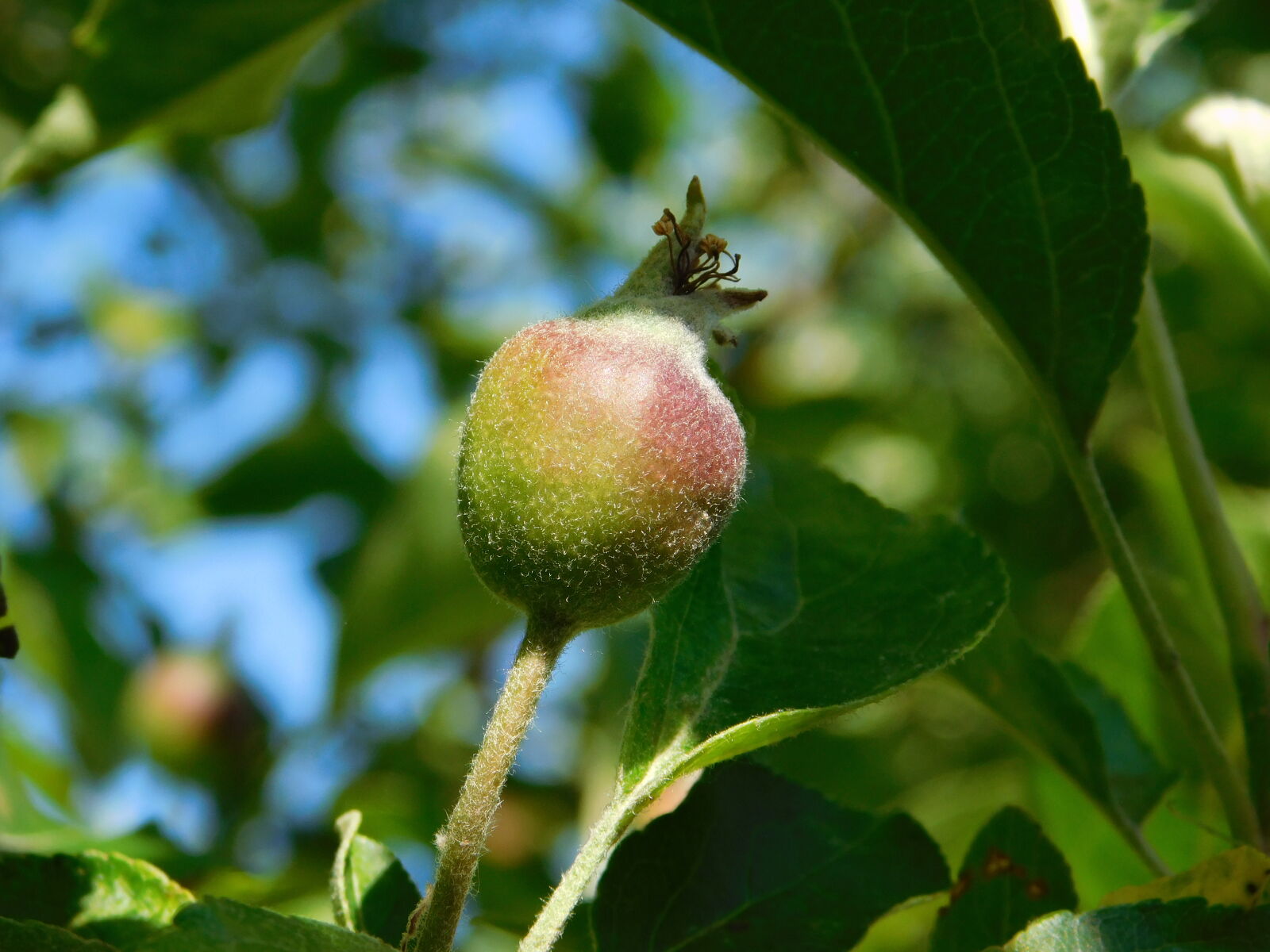 Nikon Coolpix L840 sample photo