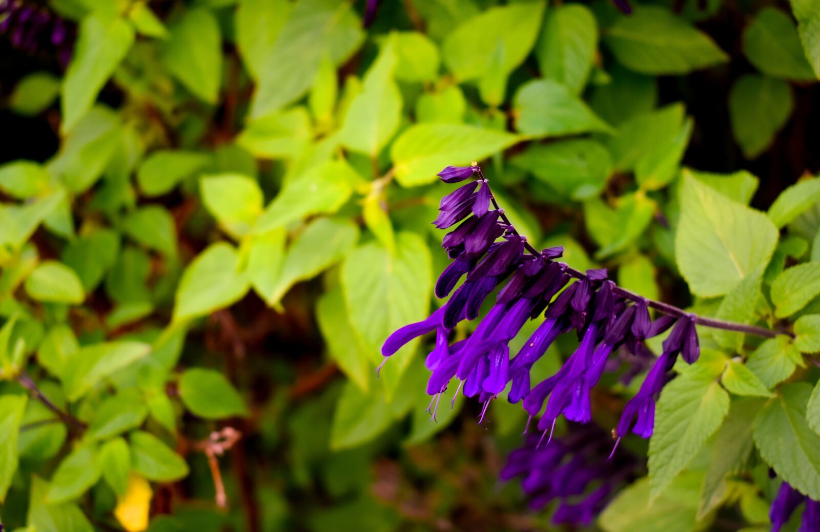 Nikon D5600 sample photo. Flower, nature, green photography