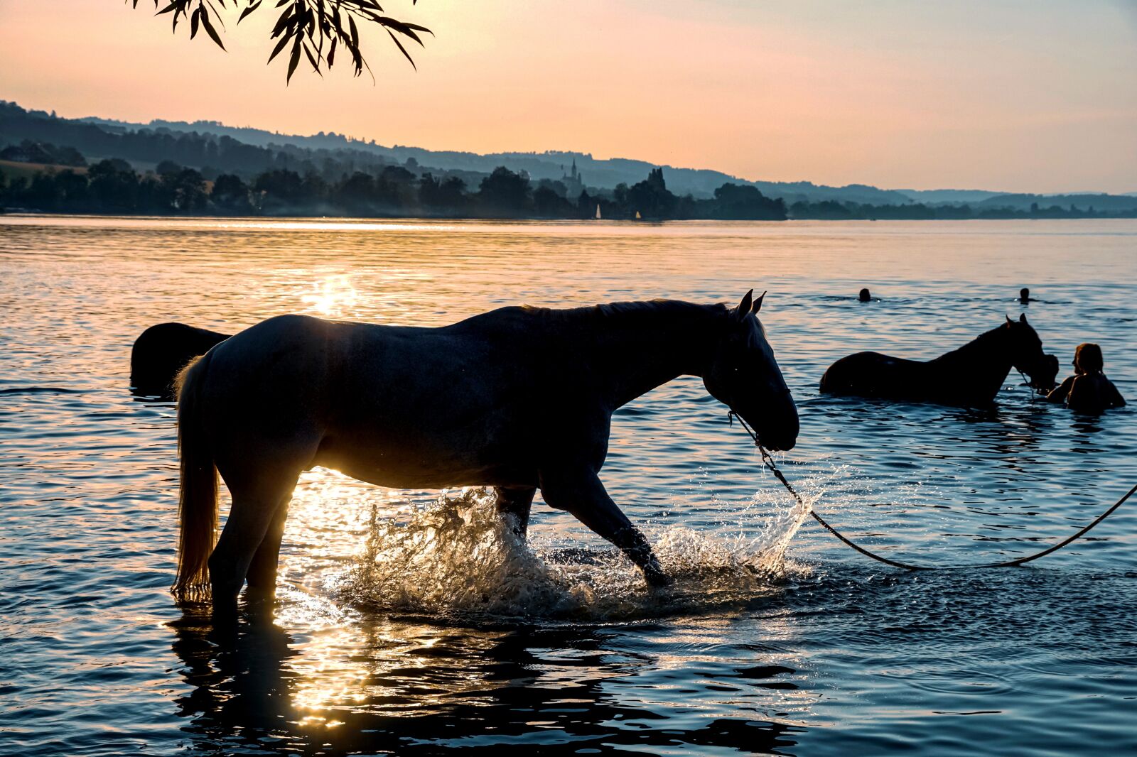 Sony DT 18-135mm F3.5-5.6 SAM sample photo. Horses, swim, lake photography