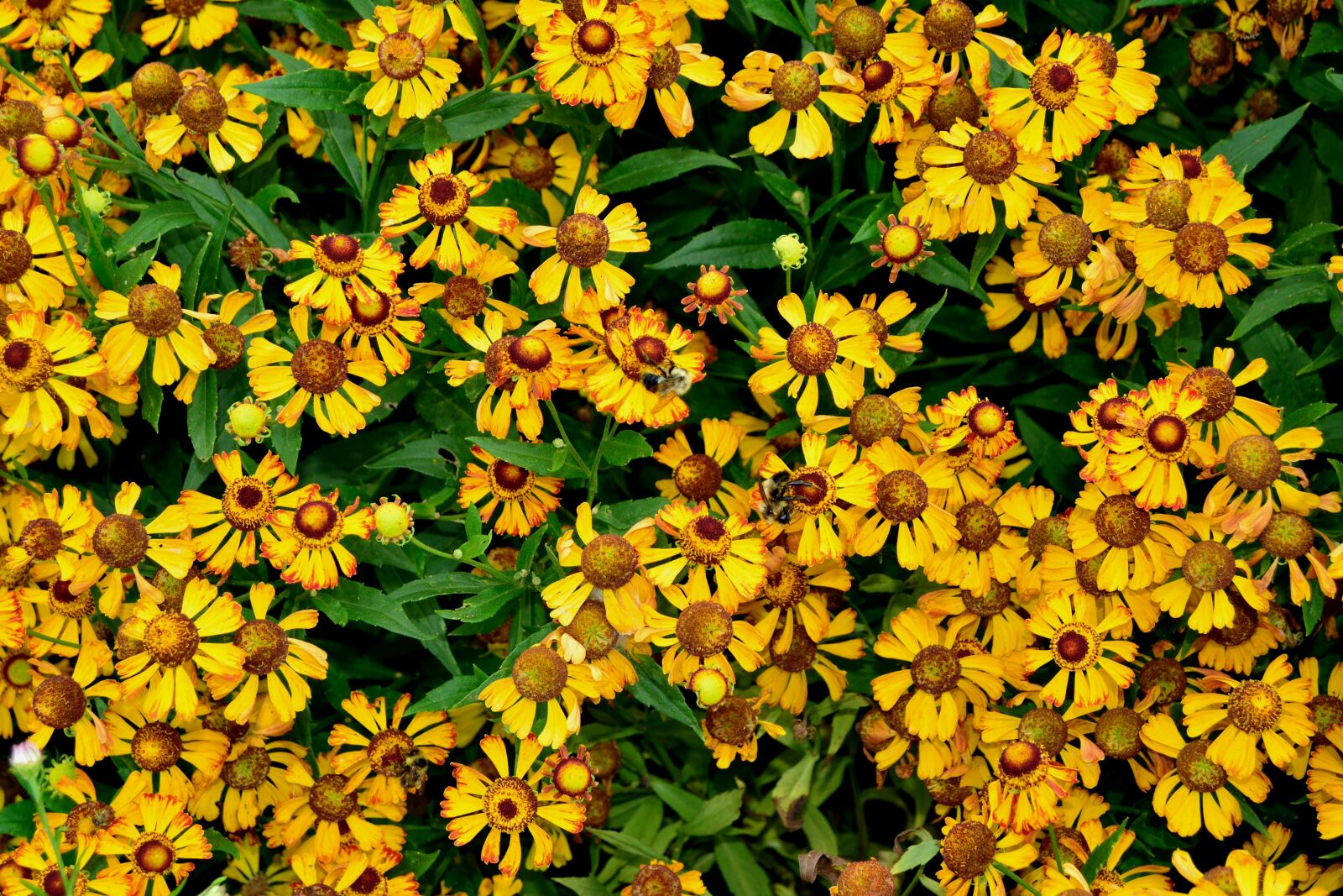 Nikon D5200 sample photo. Bess, daisies, yellow photography