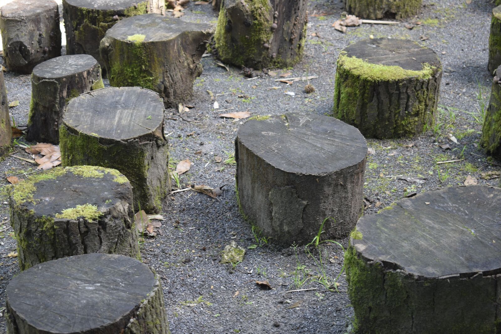 Nikon D3300 sample photo. Trunks, landscape, nature photography
