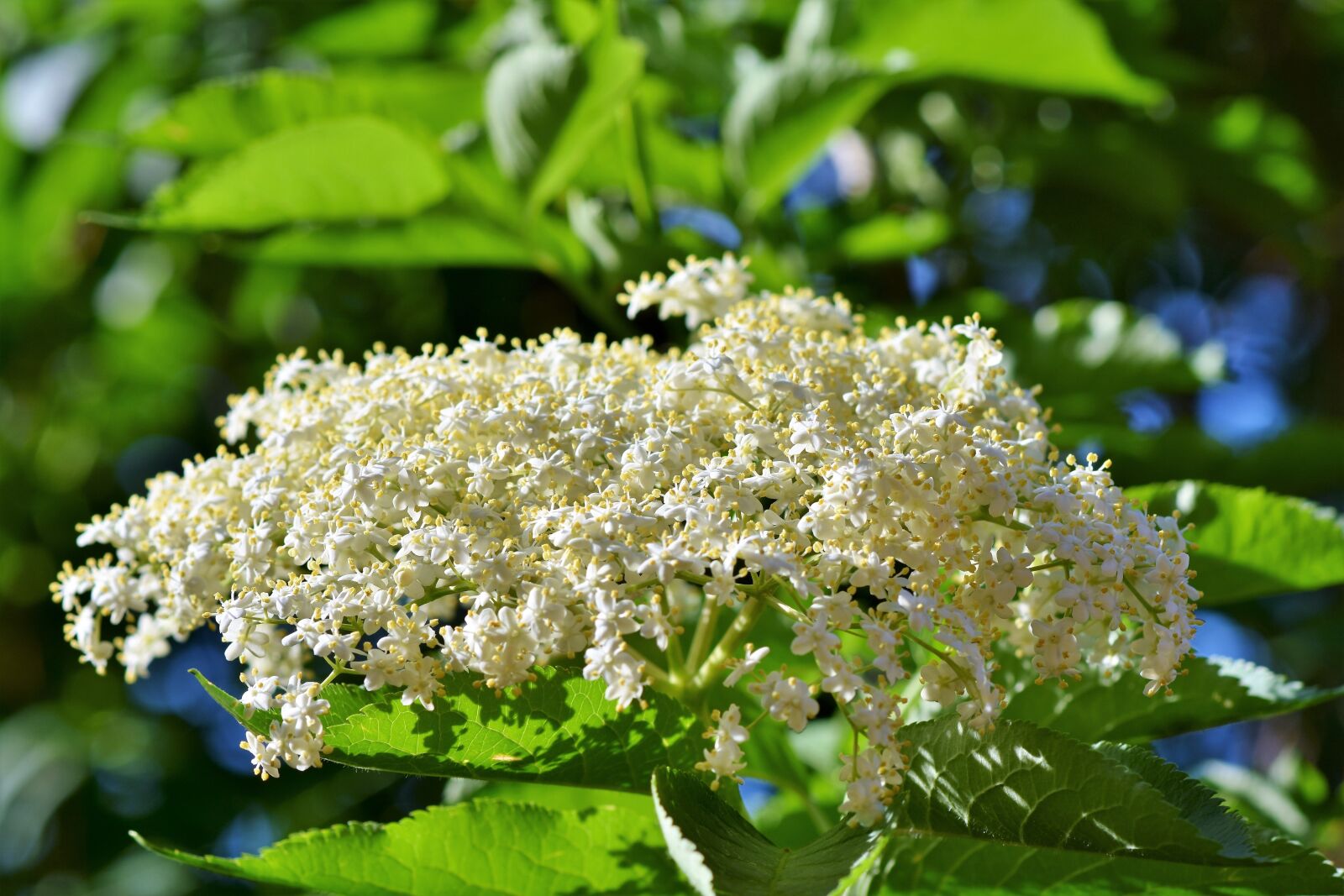 Nikon D7200 sample photo. Elder, elderflower, holder bush photography